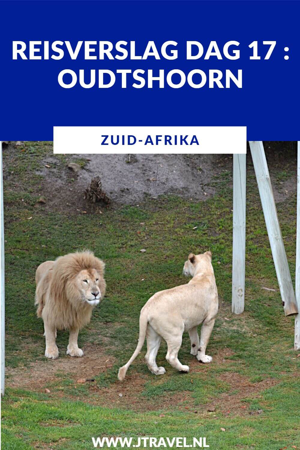 Op dag 17 van mijn 23-daagse groepsrondreis door Zuid-Afrika planten we als groep een boom in George en bezoeken we Cango Wildlife Ranch en de struisvogels in een regenachtig Oudtshoorn. Alles over de zeventiende dag van mijn reis door Zuid-Afrika lees je hier. Lees je mee? #zuidafrika #struisvogels #oudtshoorn #reisverslag #jtravel #jtravelblog