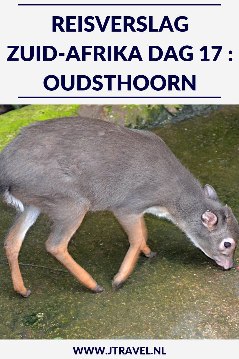 Op dag 17 van mijn 23-daagse groepsrondreis door Zuid-Afrika planten we als groep een boom in George en bezoeken we Cango Wildlife Ranch en de struisvogels in een regenachtig Oudtshoorn. Alles over de zeventiende dag van mijn reis door Zuid-Afrika lees je hier. Lees je mee? #zuidafrika #struisvogels #oudtshoorn #reisverslag #jtravel #jtravelblog