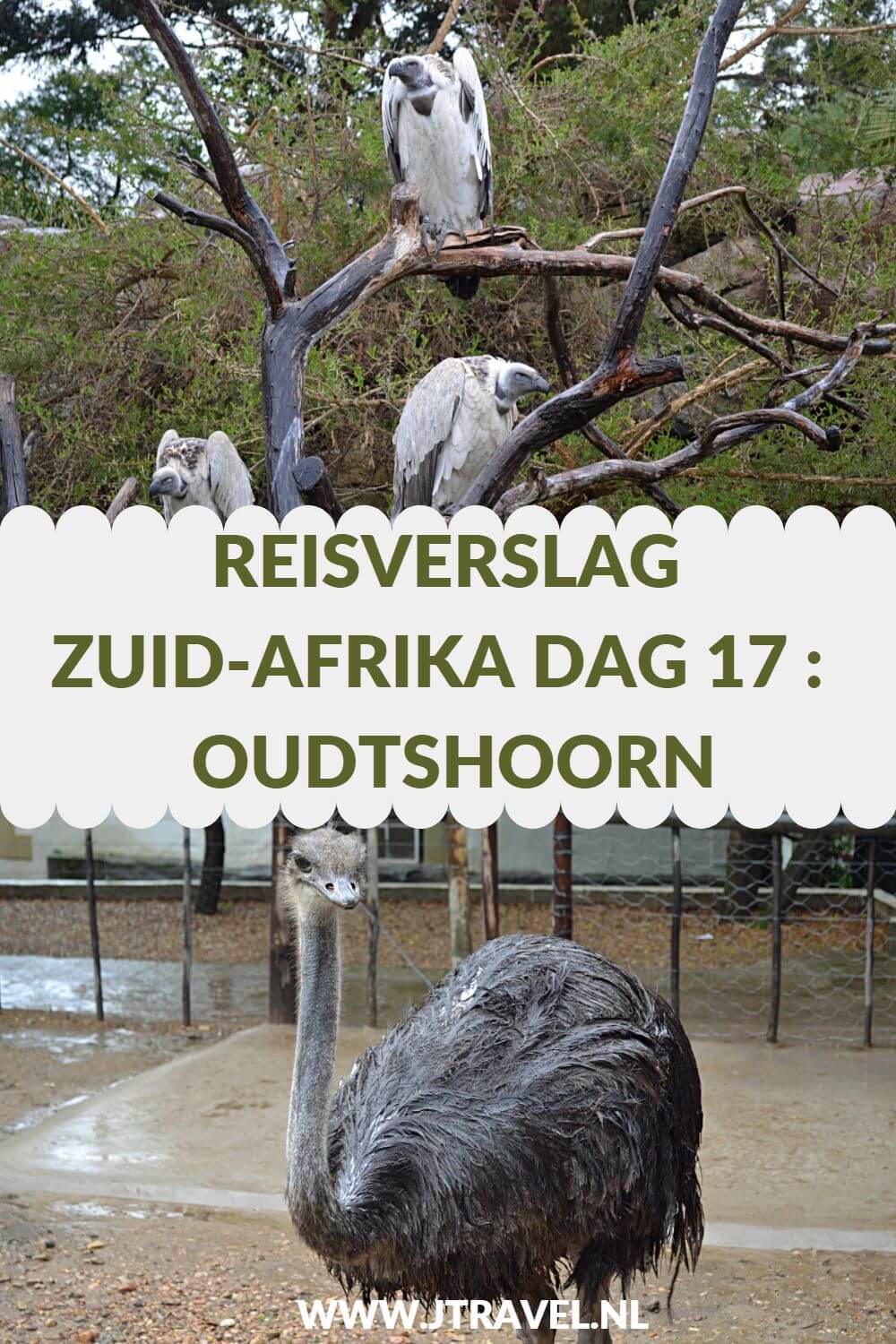 Op dag 17 van mijn 23-daagse groepsrondreis door Zuid-Afrika planten we als groep een boom in George en bezoeken we Cango Wildlife Ranch en de struisvogels in een regenachtig Oudtshoorn. Alles over de zeventiende dag van mijn reis door Zuid-Afrika lees je hier. Lees je mee? #zuidafrika #struisvogels #oudtshoorn #reisverslag #jtravel #jtravelblog Op dag 17 van mijn 23-daagse groepsrondreis door Zuid-Afrika planten we als groep een boom in George en bezoeken we Cango Wildlife Ranch en de struisvogels in een regenachtig Oudtshoorn. Alles over de zeventiende dag van mijn reis door Zuid-Afrika lees je hier. Lees je mee? #zuidafrika #struisvogels #oudtshoorn #reisverslag #jtravel #jtravelblog
