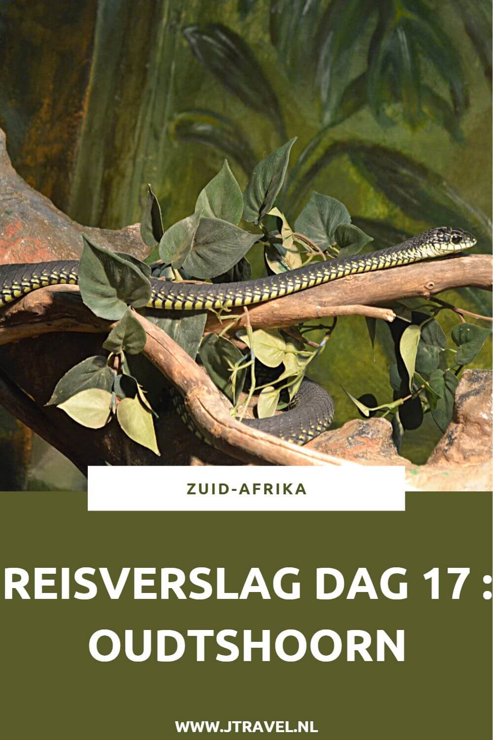 Op dag 17 van mijn 23-daagse groepsrondreis door Zuid-Afrika planten we als groep een boom in George en bezoeken we Cango Wildlife Ranch en de struisvogels in een regenachtig Oudtshoorn. Alles over de zeventiende dag van mijn reis door Zuid-Afrika lees je hier. Lees je mee? #zuidafrika #struisvogels #oudtshoorn #reisverslag #jtravel #jtravelblog
