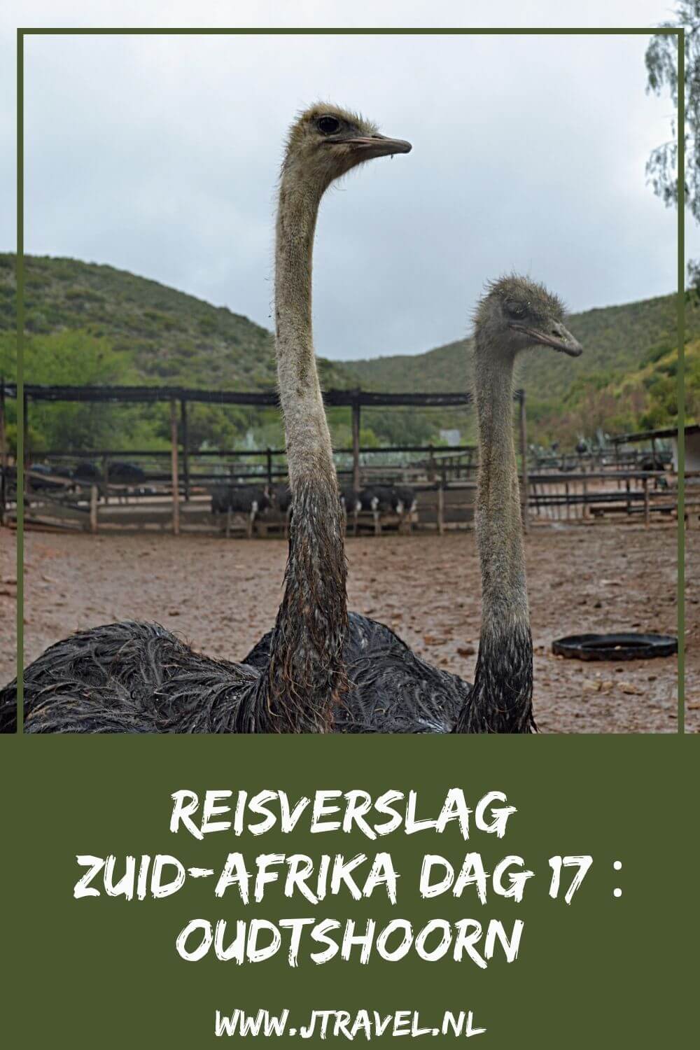 Op dag 17 van mijn 23-daagse groepsrondreis door Zuid-Afrika planten we als groep een boom in George en bezoeken we Cango Wildlife Ranch en de struisvogels in een regenachtig Oudtshoorn. Alles over de zeventiende dag van mijn reis door Zuid-Afrika lees je hier. Lees je mee? #zuidafrika #struisvogels #oudtshoorn #reisverslag #jtravel #jtravelblog Op dag 17 van mijn 23-daagse groepsrondreis door Zuid-Afrika planten we als groep een boom in George en bezoeken we Cango Wildlife Ranch en de struisvogels in een regenachtig Oudtshoorn. Alles over de zeventiende dag van mijn reis door Zuid-Afrika lees je hier. Lees je mee? #zuidafrika #struisvogels #oudtshoorn #reisverslag #jtravel #jtravelblog