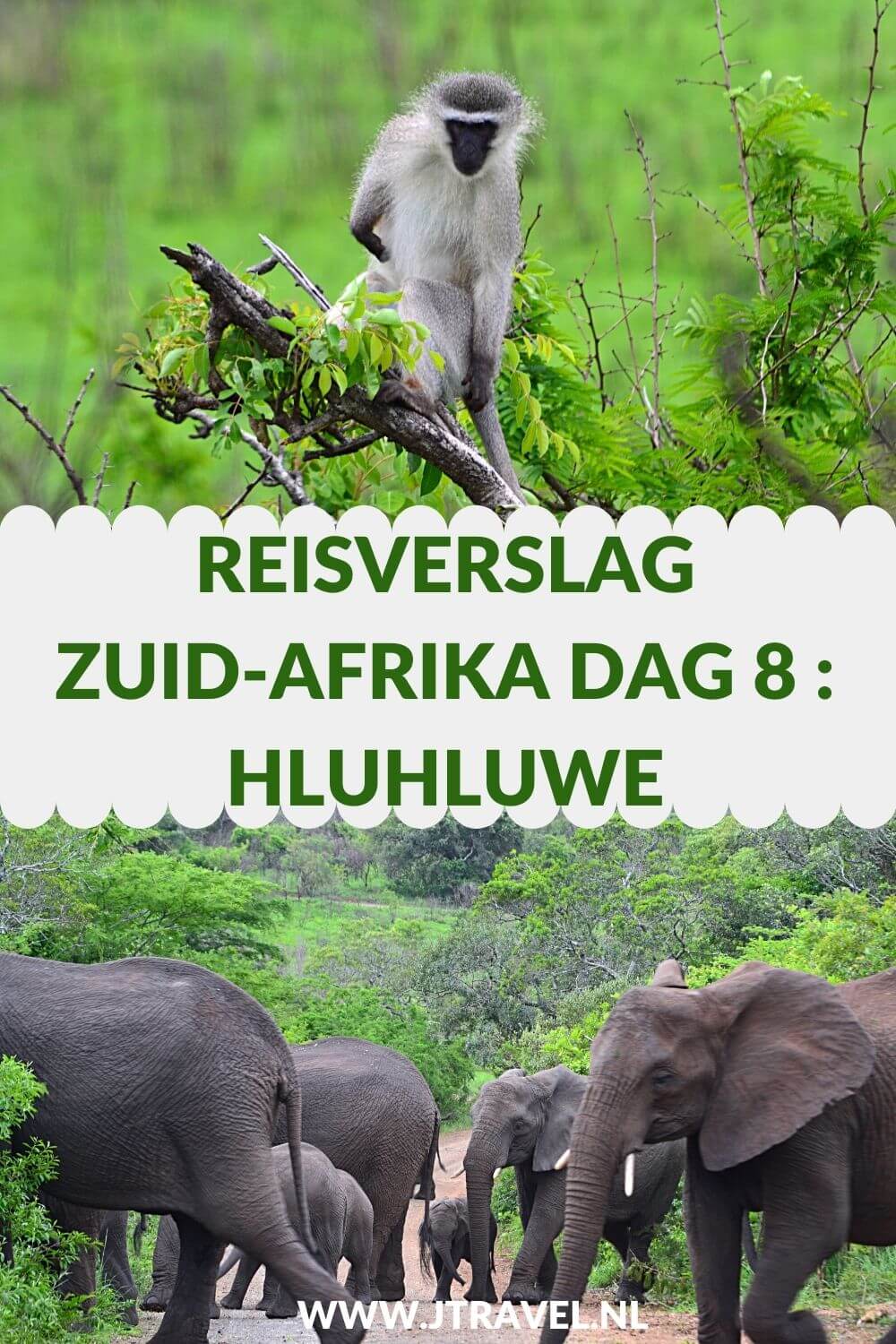 Op dag 8 van mijn 23-daagse groepsrondreis door Zuid-Afrika maak ik een bushwalk, bezoek ik een schooltje en maak ik een mooie gamedrive in Hluhluwe-Imfolozi Game Reserve. Alles over de achtste dag van mijn reis door Zuid-Afrika lees je hier. Lees je mee? #zuidafrika #bushwalk #hluhluwe #reisverslag #jtravel #jtravelblog Op dag 8 van mijn 23-daagse groepsrondreis door Zuid-Afrika maak ik een bushwalk, bezoek ik een schooltje en maak ik een mooie gamedrive in Hluhluwe-Imfolozi Game Reserve. Alles over de achtste dag van mijn reis door Zuid-Afrika lees je hier. Lees je mee? #zuidafrika #bushwalk #hluhluwe #reisverslag #jtravel #jtravelblog