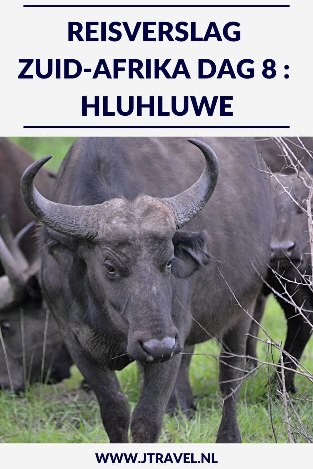 Op dag 8 van mijn 23-daagse groepsrondreis door Zuid-Afrika maak ik een bushwalk, bezoek ik een schooltje en maak ik een mooie gamedrive in Hluhluwe-Imfolozi Game Reserve. Alles over de achtste dag van mijn reis door Zuid-Afrika lees je hier. Lees je mee? #zuidafrika #bushwalk #hluhluwe #reisverslag #jtravel #jtravelblog