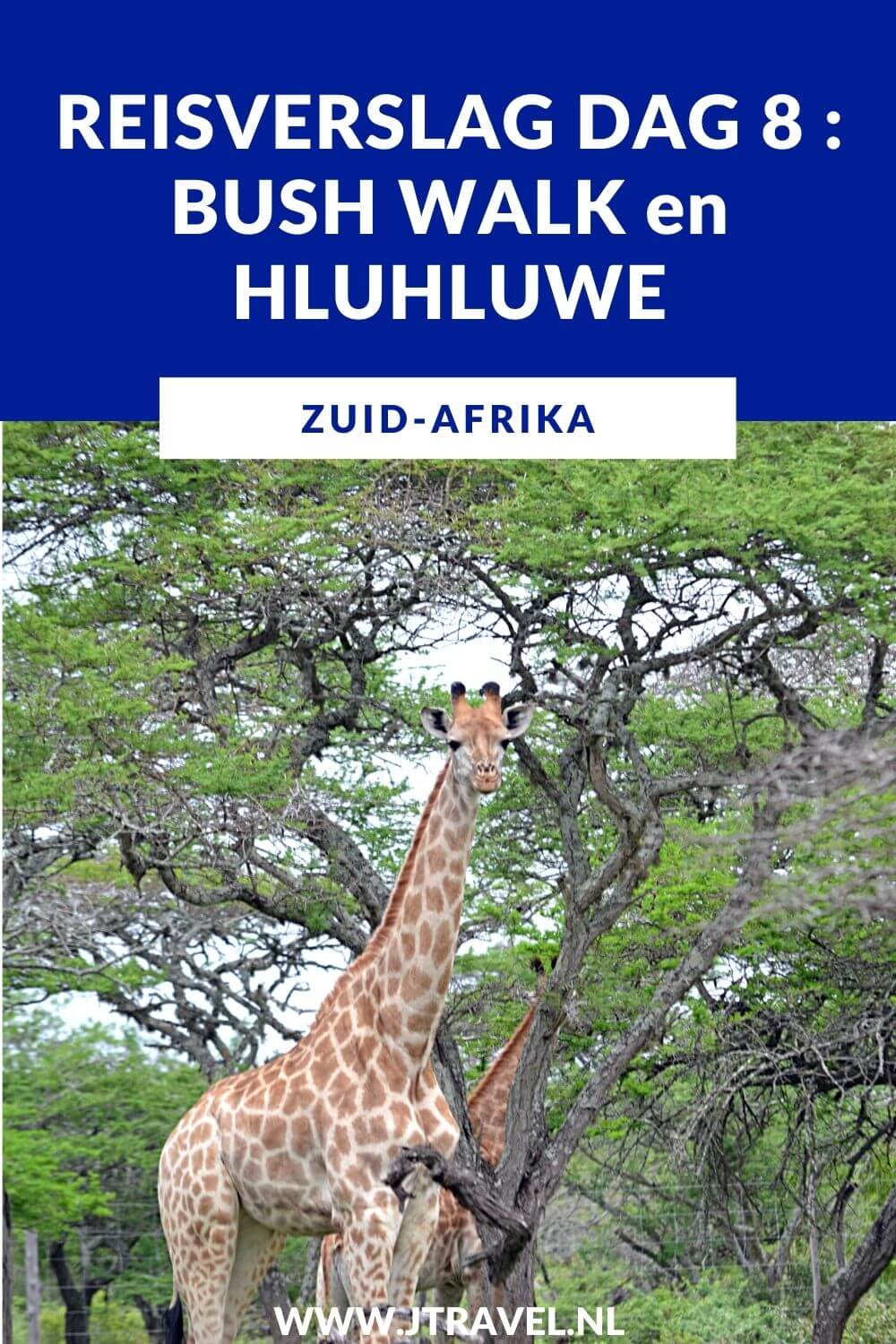 Op dag 8 van mijn 23-daagse groepsrondreis door Zuid-Afrika maak ik een bushwalk, bezoek ik een schooltje en maak ik een mooie gamedrive in Hluhluwe-Imfolozi Game Reserve. Alles over de achtste dag van mijn reis door Zuid-Afrika lees je hier. Lees je mee? #zuidafrika #bushwalk #hluhluwe #reisverslag #jtravel #jtravelblog