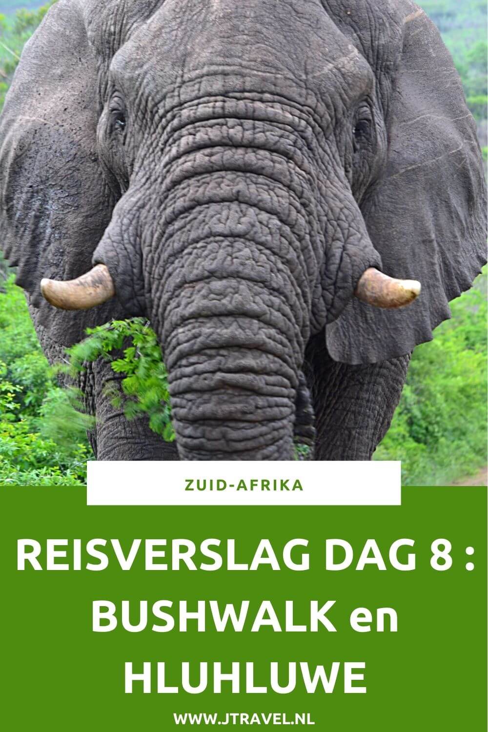 Op dag 8 van mijn 23-daagse groepsrondreis door Zuid-Afrika maak ik een bushwalk, bezoek ik een schooltje en maak ik een mooie gamedrive in Hluhluwe-Imfolozi Game Reserve. Alles over de achtste dag van mijn reis door Zuid-Afrika lees je hier. Lees je mee? #zuidafrika #bushwalk #hluhluwe #reisverslag #jtravel #jtravelblog