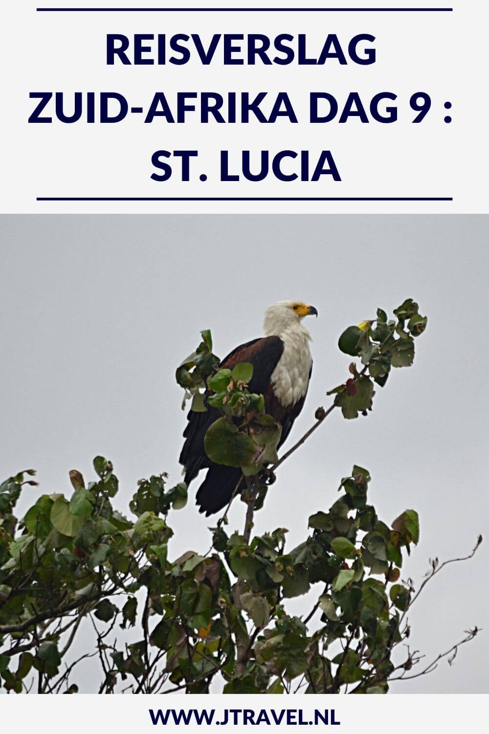 Op dag 9 van mijn23-daagse groepsrondreis door Zuid-Afrika maak ik een boottocht in iSimangaliso Wetland Park met veel nijlpaarden en verblijf ik in St. Lucia. Alles over de negende dag van mijn reis door Zuid-Afrika lees je hier. Lees je mee? #zuidafrika #boottocht #isimagalisowetlandpark #stlucia #reisverslag #jtravel #jtravelblog