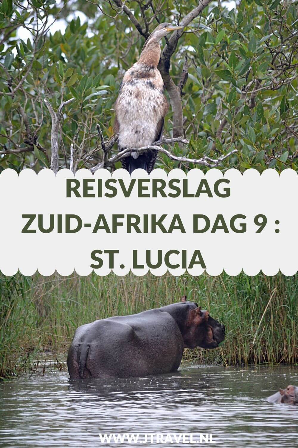 Op dag 9 van mijn 23-daagse groepsrondreis door Zuid-Afrika maak ik een boottocht in iSimangaliso Wetland Park met veel nijlpaarden en verblijf ik in St. Lucia. Alles over de negende dag van mijn reis door Zuid-Afrika lees je hier. Lees je mee? #zuidafrika #boottocht #isimagalisowetlandpark #stlucia #reisverslag #jtravel #jtravelblog Op dag 9 van mijn23-daagse groepsrondreis door Zuid-Afrika maak ik een boottocht in iSimangaliso Wetland Park met veel nijlpaarden en verblijf ik in St. Lucia. Alles over de negende dag van mijn reis door Zuid-Afrika lees je hier. Lees je mee? #zuidafrika #boottocht #isimagalisowetlandpark #stlucia #reisverslag #jtravel #jtravelblog