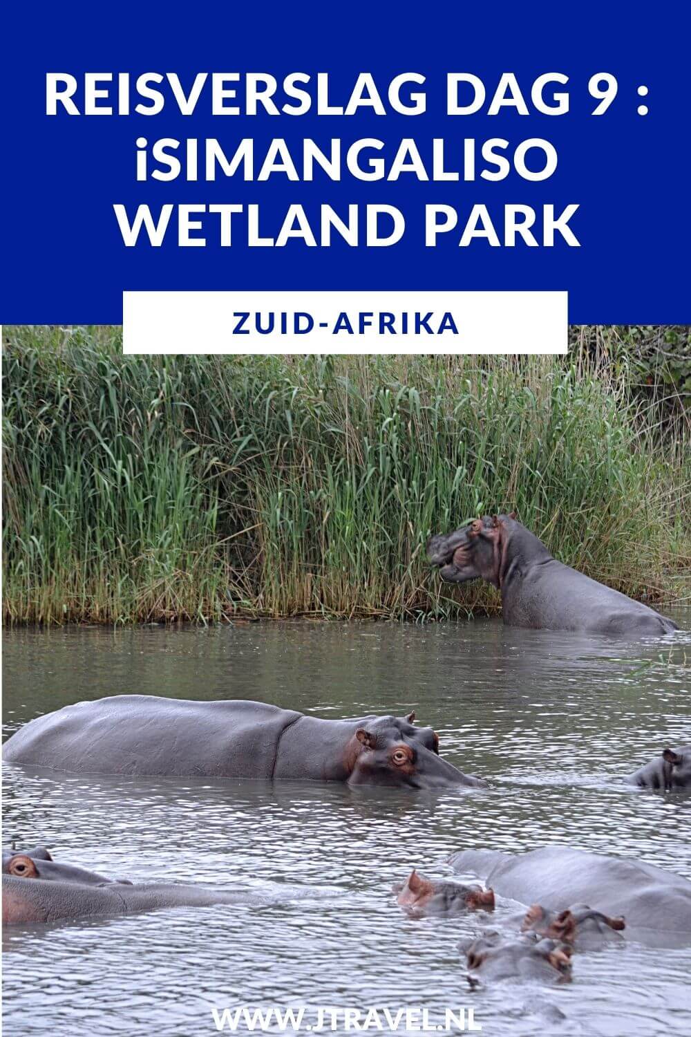 Op dag 9 van mijn23-daagse groepsrondreis door Zuid-Afrika maak ik een boottocht in iSimangaliso Wetland Park met veel nijlpaarden en verblijf ik in St. Lucia. Alles over de negende dag van mijn reis door Zuid-Afrika lees je hier. Lees je mee? #zuidafrika #boottocht #isimagalisowetlandpark #stlucia #reisverslag #jtravel #jtravelblog