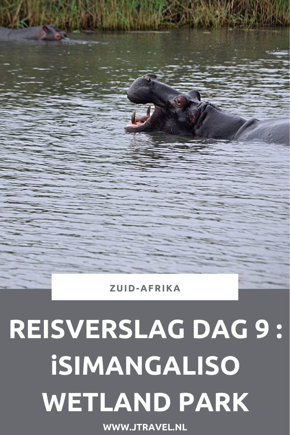 Op dag 9 van mijn23-daagse groepsrondreis door Zuid-Afrika maak ik een boottocht in iSimangaliso Wetland Park met veel nijlpaarden en verblijf ik in St. Lucia. Alles over de negende dag van mijn reis door Zuid-Afrika lees je hier. Lees je mee? #zuidafrika #boottocht #isimagalisowetlandpark #stlucia #reisverslag #jtravel #jtravelblog