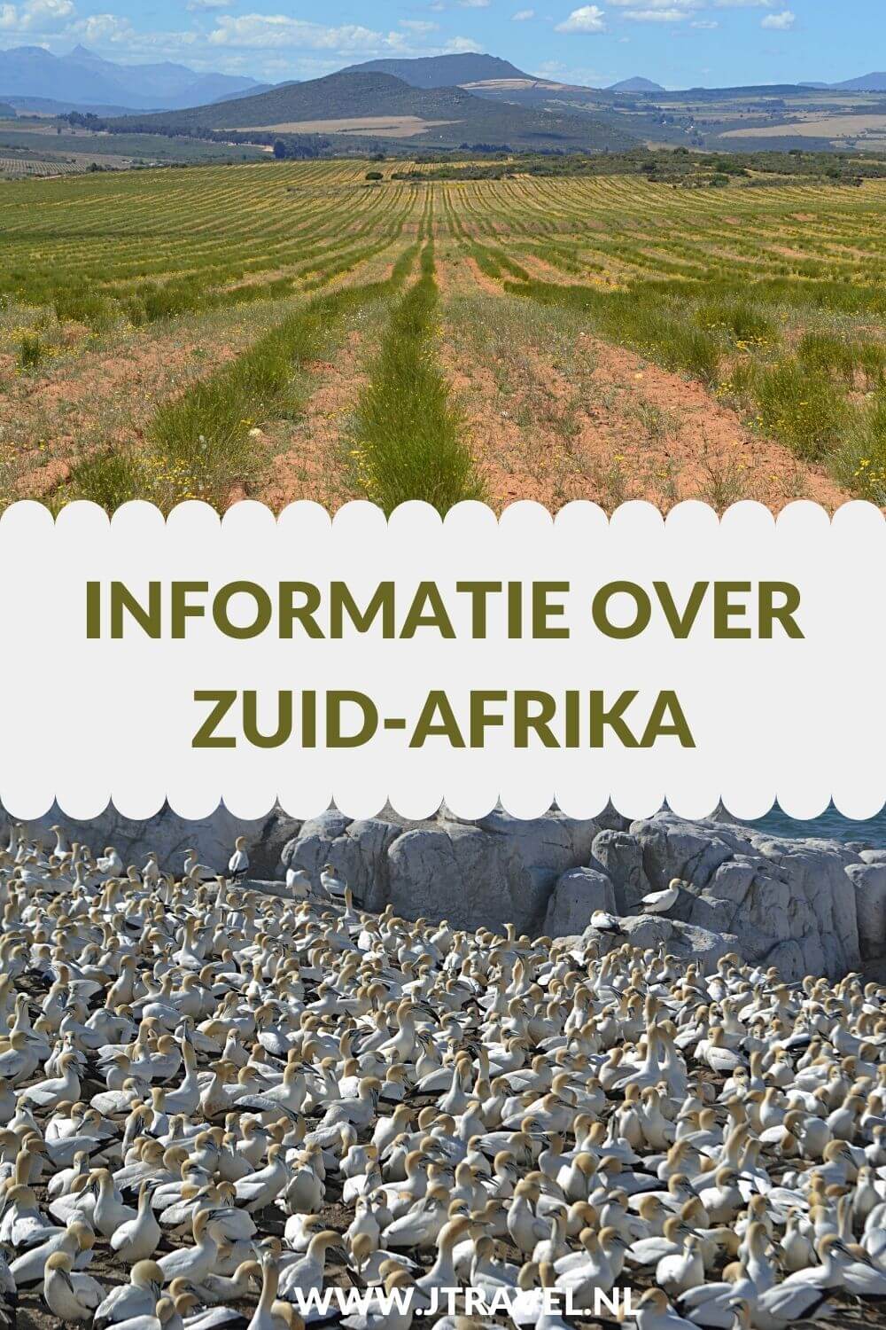 Hier lees je informatie over Zuid-Afrika, zoals de taal, geschiedenis, klimaat, geldzaken, grensdocumenten, bevolking en klimaat. Meer lezen doe je hier. Lees je mee? #zuidafrika #informatie #jtravel #jtravelblog Hier lees je informatie over Zuid-Afrika, zoals de taal, geschiedenis, klimaat, geldzaken, grensdocumenten, bevolking en klimaat. Meer lezen doe je hier. Lees je mee? #zuidafrika #informatie #jtravel #jtravelblog