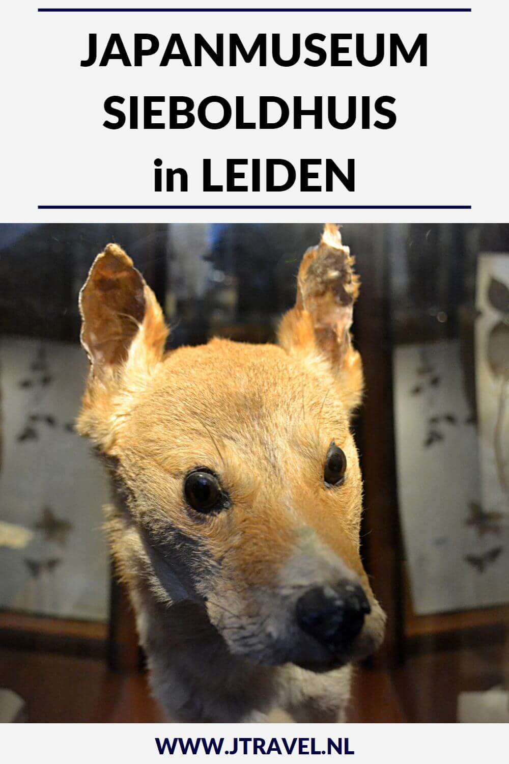 In het Japanmuseum SieboldHuis aan de Rapenburg in Leiden zie je veel voorwerpen uit Japan, zoals lakwerk, keramiek, geprepareerde dieren, munten, kleding, oude landkaarten en prenten. Deze voorwerpen zijn tussen 1823 en 1829 verzameld door Philipp Franz von Siebold. Gratis toegankelijk met je museumkaart. Meer over dit museum lees je in dit artikel. Lees je mee? #leiden #japanumuseumsieboldhuis #museumkaart #museum #jtravel #jtravelblog