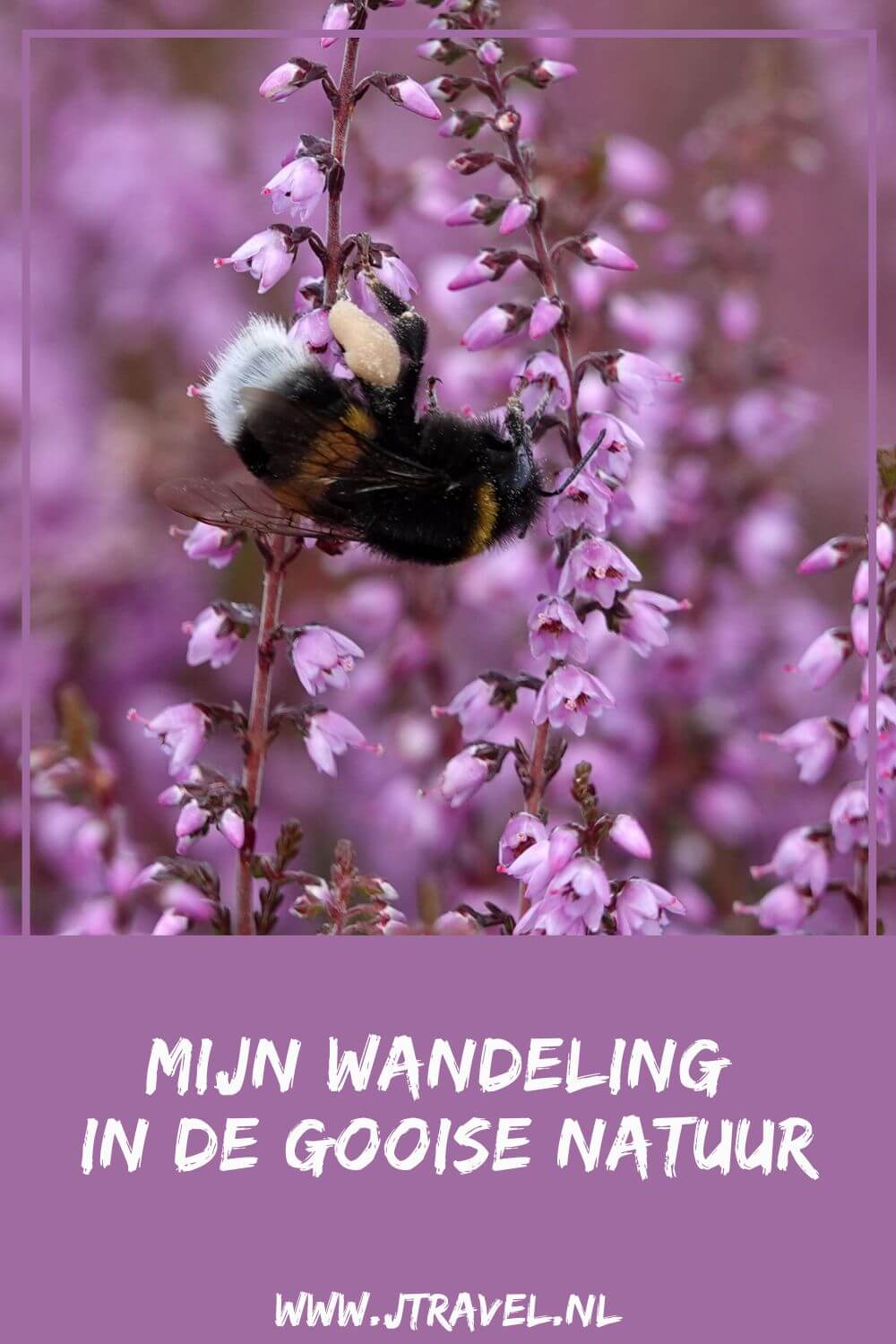 Ik maakte een wandeling in de Gooise natuur over de Bussumerheide en langs buitenplaatsen in 's-Graveland. Een wandeling over de heidevelden die op dat moment in bloei staan en door de bossen langs een paar buitenplaatsen. Wandel je mee met deze wandeling in de Gooise natuur. #bussum #bussumerheide #buitenplaatsen #jtravelblog #jtravel