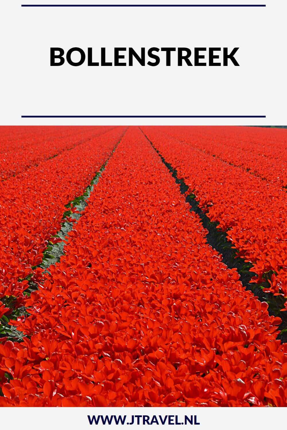De afgelopen jaren heb ik verschillende keren een bezoek gebracht aan de Bollenstreek, hetzij voor de kleurrijke bollenvelden, hetzij voor een museumbezoek. Lees je mee over mijn bezoeken aan de Bollenstreek? #bollenstreek #lisse #kasteelkeukenhof #lamlisse #museumdezwartetulp #bollenvelden #jtravel #jtravelblog