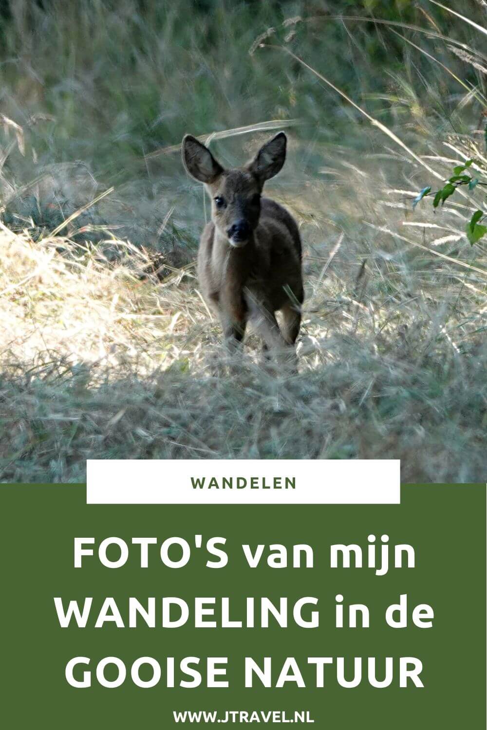 Ik maakte een wandeling in de Gooise natuur over de Bussumerheide en langs buitenplaatsen in 's-Graveland. Een wandeling over de heidevelden die op dat moment in bloei staan en door de bossen langs een paar buitenplaatsen. Mijn foto's van deze wandeling in de Gooise natuur zie je in dit artikel. #bussum #bussumerheide #buitenplaatsen #jtravelblog #jtravel #fotos Ik maakte een wandeling in de Gooise natuur over de Bussumerheide en langs buitenplaatsen in 's-Graveland. Een wandeling over de heidevelden die op dat moment in bloei staan en door de bossen langs een paar buitenplaatsen. Mijn foto's van deze wandeling in de Gooise natuur zie je in dit artikel. #bussum #bussumerheide #buitenplaatsen #jtravelblog #jtravel #fotos