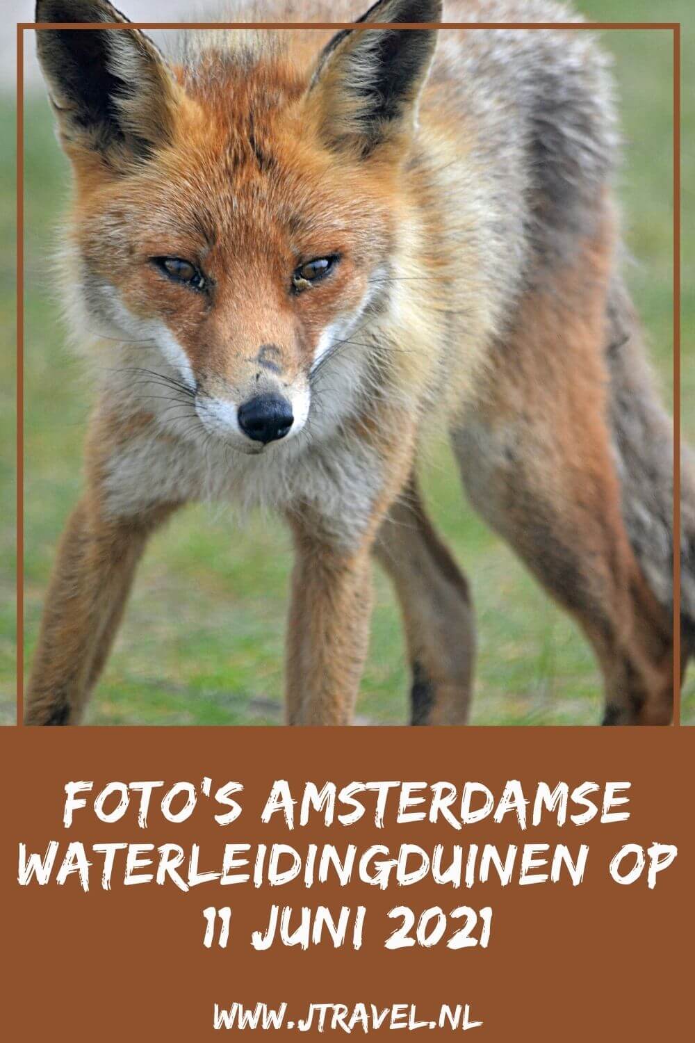 Ik maakte een wandeling in de Amsterdamse Waterleidingduinen. Dit keer zag ik meikevers, een boomkikker, zonnedauw, een viervleklibelle, kikkers, een vos en damherten. Mijn foto's zie je hier. Kijk je mee? #awd #damhert #vos #zonnedauw #boomkikker #meikevers #wandelen #hiken #natuur #jtravel #jtravelblog #fotos Ik maakte een wandeling in de Amsterdamse Waterleidingduinen. Dit keer zag ik meikevers, een boomkikker, zonnedauw, een viervleklibelle, kikkers, een vos en damherten. Mijn foto's zie je hier. Kijk je mee? #awd #damhert #vos #zonnedauw #boomkikker #meikevers #wandelen #hiken #natuur #jtravel #jtravelblog #fotos