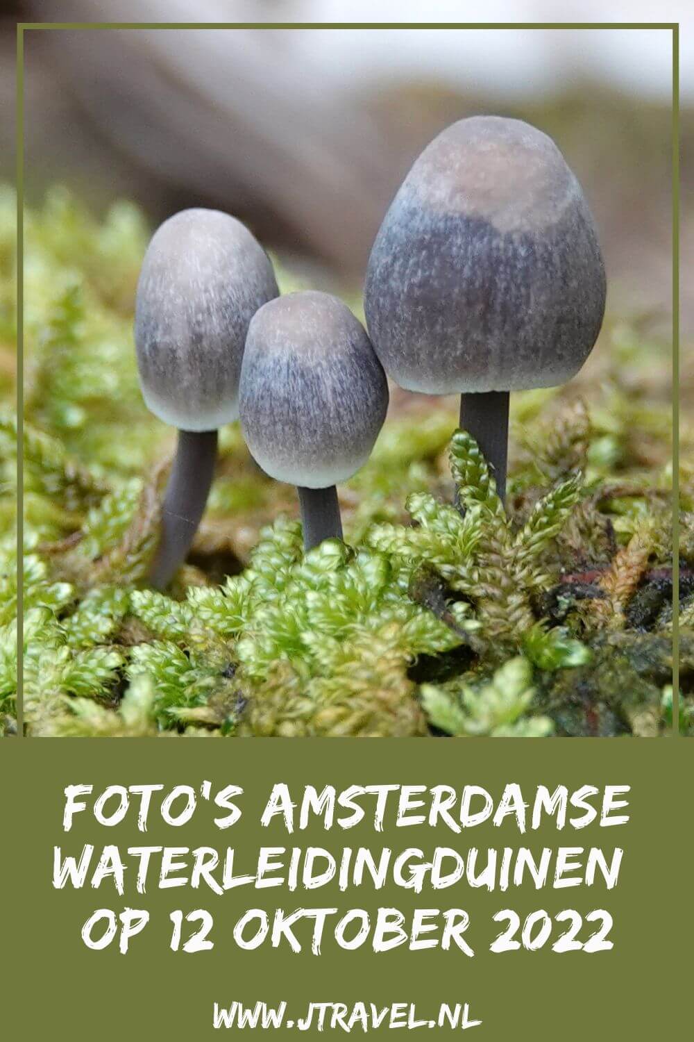Tijdens mijn 11e bezoek in 2022 aan de Amsterdamse Waterleidingduinen liep ik de oranje wandelroute Oranjekom vanaf ingang Oase/Oranjekom. Mijn foto's zie je hier. Kijk je mee? #oranjewandelrouteoranjekom #ingangoase #amsterdamsewaterleidingduinen #awd #wandelen #jtravel #jtravelblog #fotos Tijdens mijn 11e bezoek in 2022 aan de Amsterdamse Waterleidingduinen liep ik de oranje wandelroute Oranjekom vanaf ingang Oase/Oranjekom. Mijn foto's zie je hier. Kijk je mee? #oranjewandelrouteoranjekom #ingangoase #amsterdamsewaterleidingduinen #awd #wandelen #jtravel #jtravelblog #foto