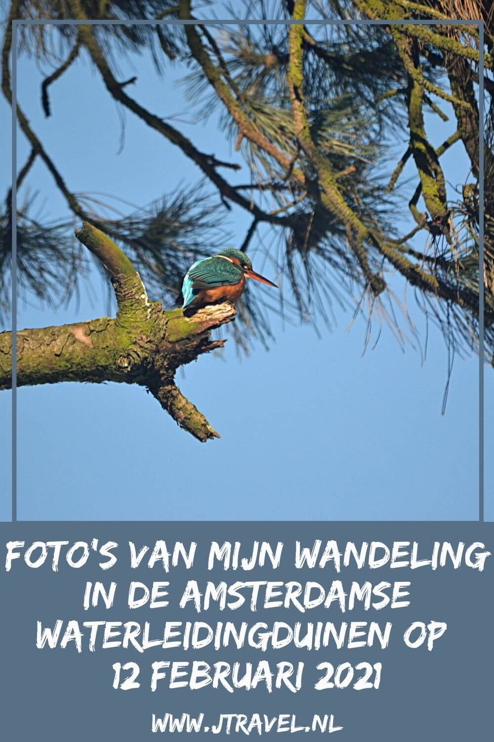 Ik maakte een wandeling in de sneeuw in de Amsterdamse Waterleidingduinen. Dit keer zag ik mooie sneeuwlandschappen, een ijsvogel, wilde zwanen en damherten. Mijn foto's zie je hier. Kijk je mee? #awd #damhert #sneeuw #ijsvogel #wildezwaan #wandelen #hiken #natuur #jtravel #jtravelblog #fotos Ik maakte een wandeling in de sneeuw in de Amsterdamse Waterleidingduinen. Dit keer zag ik mooie sneeuwlandschappen, een ijsvogel, wilde zwanen en damherten. Mijn foto's zie je hier. Kijk je mee? #awd #damhert #sneeuw #ijsvogel #wildezwaan #wandelen #hiken #natuur #jtravel #jtravelblog #fotos