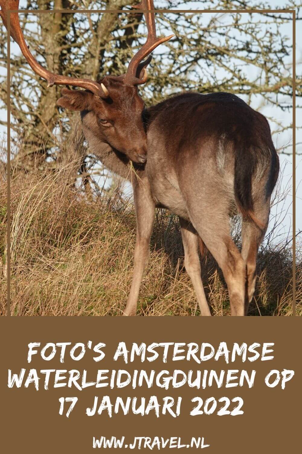 Ik maakte een mooie wandeling in de Amsterdamse Waterleidingduinen. Dit keer veel damherten en veel (water)vogels, zoals de roek, de grote zaagbek en de dodaars, gezien, De vossen lieten zich opnieuw niet zien. Mijn foto's zie je hier. Kijk je mee? #awd #damhert #grotezaagbek #dodaar #wandelen #hiken #natuur #jtravel #jtravelblog #fotos