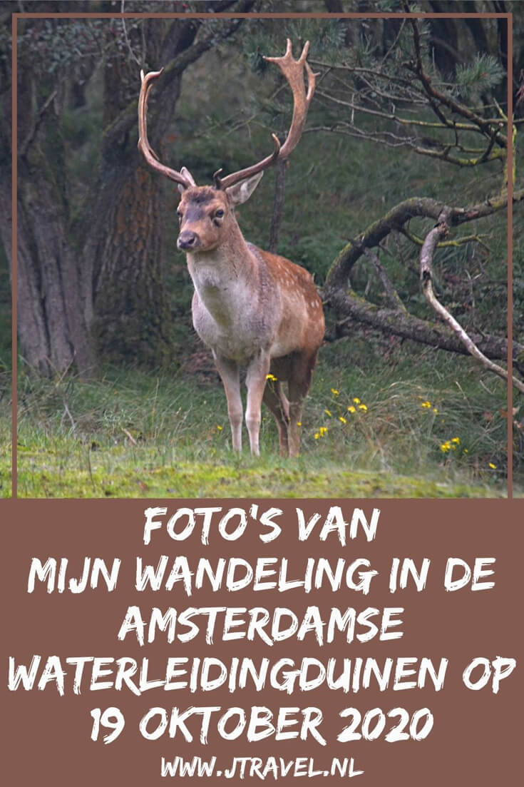 Ik maakte een wandeling in de Amsterdamse Waterleidingduinen. Dit keer zag ik veel burlende damherten en paddenstoelen. Mijn foto's zie je hier. Kijk je mee? #awd #paddenstoelen #damhert #wandelen #hiken #natuur #jtravel #jtravelblog #fotos Ik maakte een wandeling in de Amsterdamse Waterleidingduinen. Dit keer zag ik veel burlende damherten en paddenstoelen. Mijn foto's zie je hier. Kijk je mee? #awd #paddenstoelen #damhert #wandelen #hiken #natuur #jtravel #jtravelblog #fotos