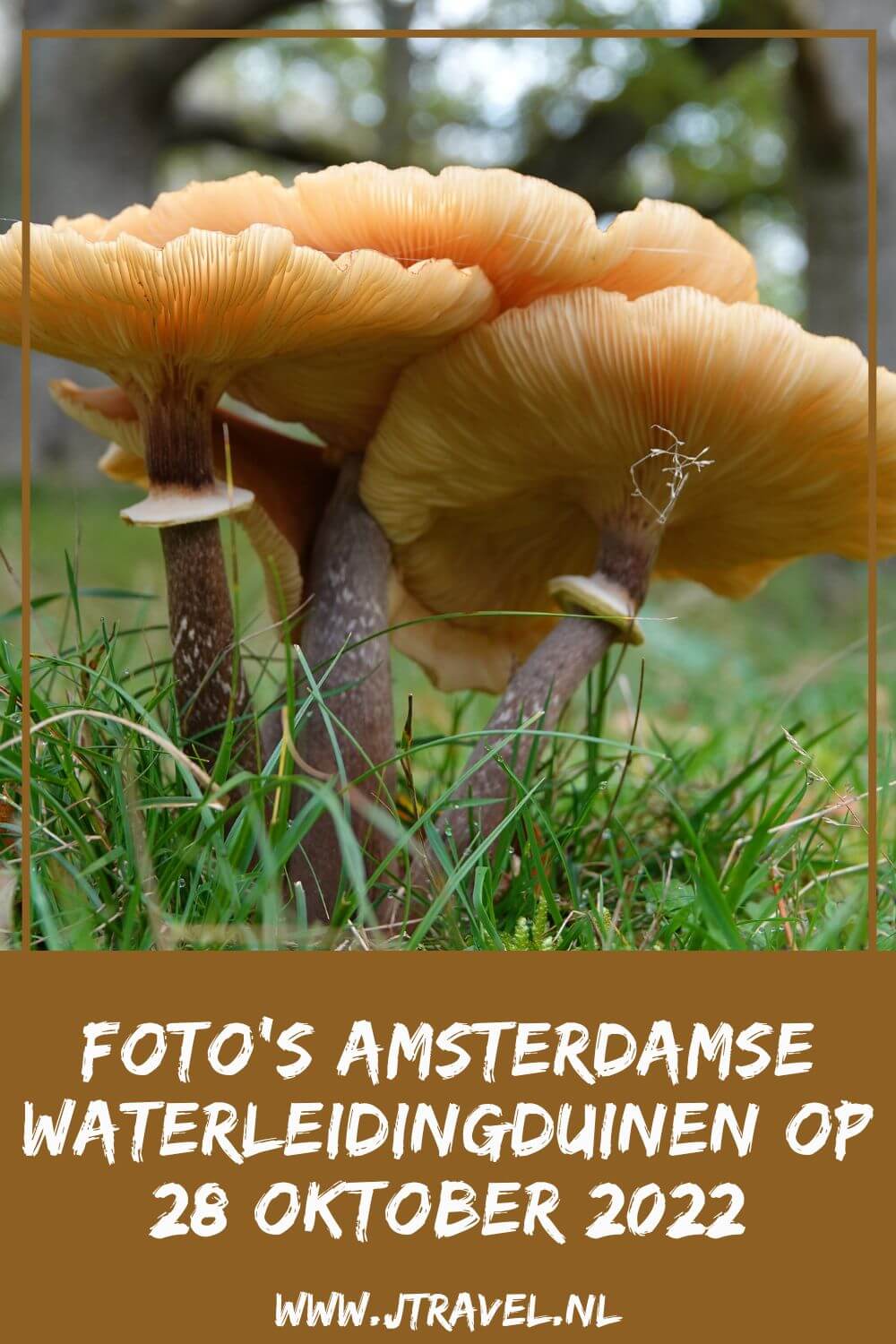 Ik maakte een mooie wandeling in de Amsterdamse Waterleidingduinen. Dit keer zag ik veel (burlende) damherten en veel paddenstoelen. Mijn fotoโs zie je hier. Kijk je mee? #awd #damhert #damherten #paddenstoelen #bronst #wandelen #hiken #natuur #jtravel #jtravelblog #fotos Ik maakte een mooie wandeling in de Amsterdamse Waterleidingduinen. Dit keer zag ik veel (burlende) damherten en veel paddenstoelen. Mijn fotoโs zie je hier. Kijk je mee? #awd #damhert #damherten #paddenstoelen #bronst #wandelen #hiken #natuur #jtravel #jtravelblog #fotos