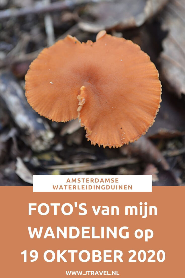 Ik maakte een wandeling in de Amsterdamse Waterleidingduinen. Dit keer zag ik veel burlende damherten en paddenstoelen. Mijn foto's zie je hier. Kijk je mee? #awd #paddenstoelen #damhert #wandelen #hiken #natuur #jtravel #jtravelblog #fotos Ik maakte een wandeling in de Amsterdamse Waterleidingduinen. Dit keer zag ik veel burlende damherten en paddenstoelen. Mijn foto's zie je hier. Kijk je mee? #awd #paddenstoelen #damhert #wandelen #hiken #natuur #jtravel #jtravelblog #fotos