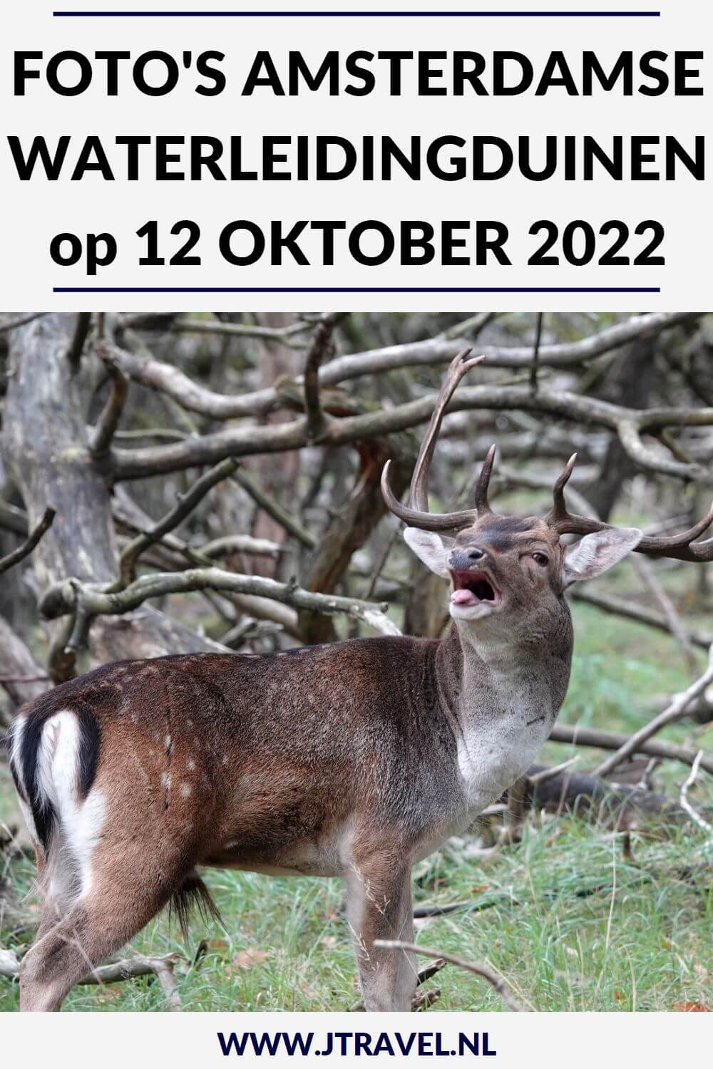 Tijdens mijn 11e bezoek in 2022 aan de Amsterdamse Waterleidingduinen liep ik de oranje wandelroute Oranjekom vanaf ingang Oase/Oranjekom. Mijn foto's zie je hier. Kijk je mee? #oranjewandelrouteoranjekom #ingangoase #amsterdamsewaterleidingduinen #awd #wandelen #jtravel #jtravelblog #fotos Tijdens mijn 11e bezoek in 2022 aan de Amsterdamse Waterleidingduinen liep ik de oranje wandelroute Oranjekom vanaf ingang Oase/Oranjekom. Mijn foto's zie je hier. Kijk je mee? #oranjewandelrouteoranjekom #ingangoase #amsterdamsewaterleidingduinen #awd #wandelen #jtravel #jtravelblog #foto