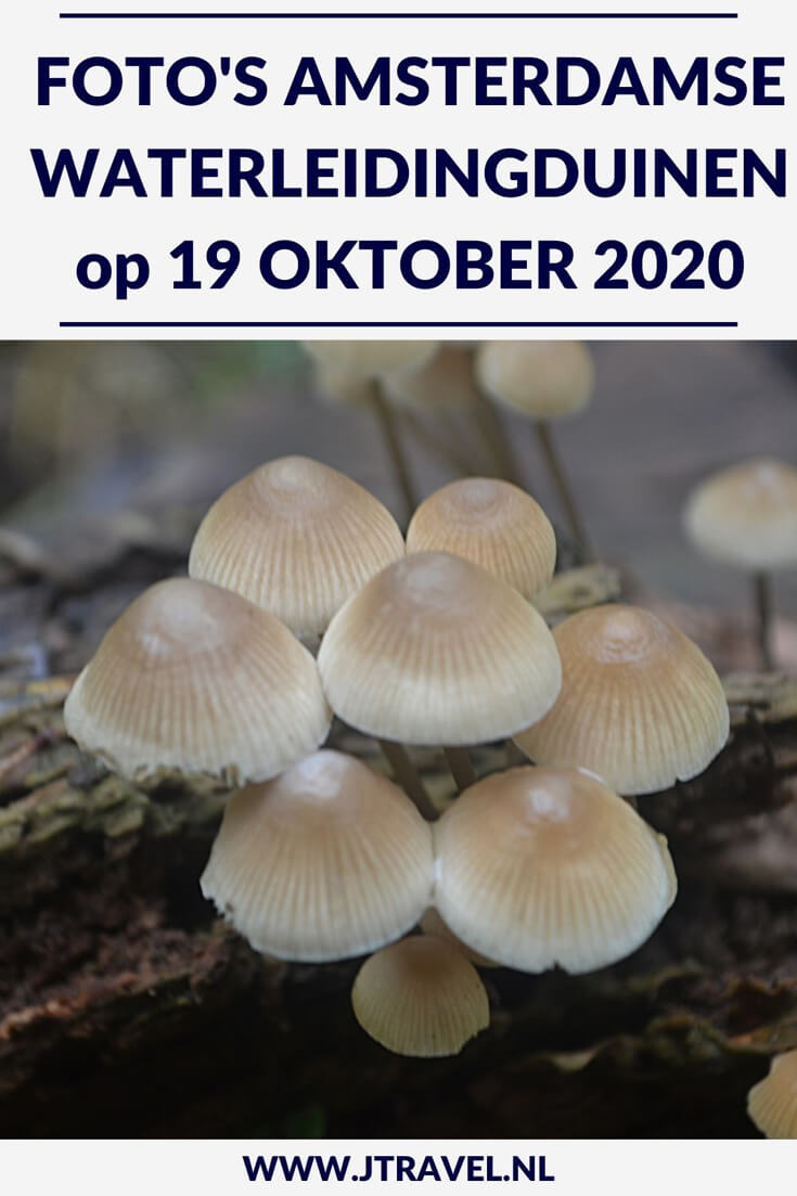 Ik maakte een wandeling in de Amsterdamse Waterleidingduinen. Dit keer zag ik veel burlende damherten en paddenstoelen. Mijn foto's zie je hier. Kijk je mee? #awd #paddenstoelen #damhert #wandelen #hiken #natuur #jtravel #jtravelblog #fotos Ik maakte een wandeling in de Amsterdamse Waterleidingduinen. Dit keer zag ik veel burlende damherten en paddenstoelen. Mijn foto's zie je hier. Kijk je mee? #awd #paddenstoelen #damhert #wandelen #hiken #natuur #jtravel #jtravelblog #fotos
