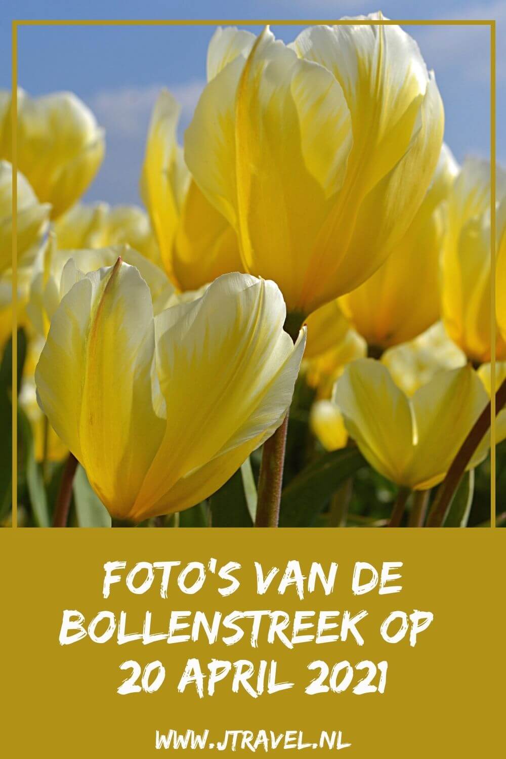 Op 20 april 2021 fietste ik opnieuw naar de Bollenstreek. De reden: tulpen rond De Zilk fotograferen. Lees je mee over mijn bezoek aan de Bollenstreek? #bollenstreek #bollenvelden #tulpen #dezilk #jtravel #jtravelblog #fotos