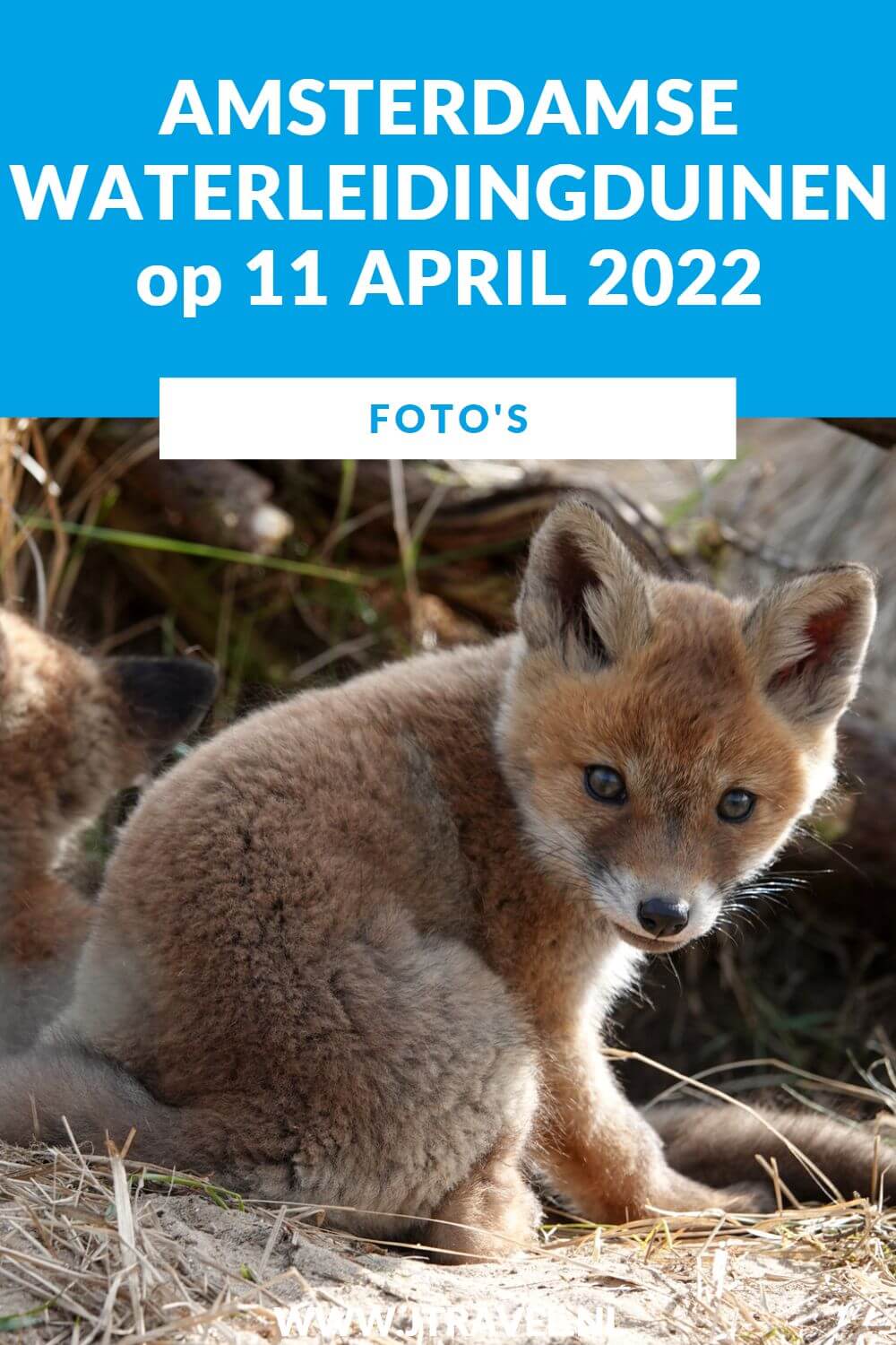 Ik maakte een mooie wandeling in de Amsterdamse Waterleidingduinen. Dit keer zag ik zes vossen, waaronder 3 welpen. Ook zag ik verschillende groepen damherten. Mijn foto's zie je hier. Kijk je mee? #awd #vos #vossen #vossenwelpen #damhert #damherten #wandelen #hiken #natuur #jtravel #jtravelblog #fotos