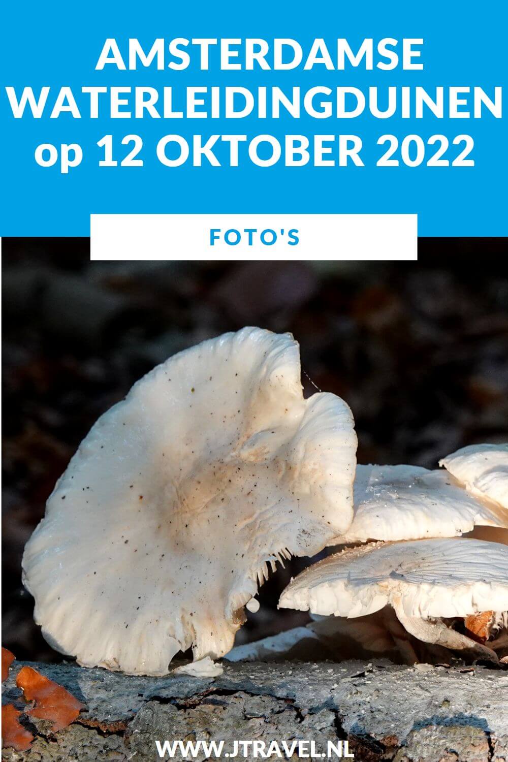 Tijdens mijn 11e bezoek in 2022 aan de Amsterdamse Waterleidingduinen liep ik de oranje wandelroute Oranjekom vanaf ingang Oase/Oranjekom. Mijn foto's zie je hier. Kijk je mee? #oranjewandelrouteoranjekom #ingangoase #amsterdamsewaterleidingduinen #awd #wandelen #jtravel #jtravelblog #fotos Tijdens mijn 11e bezoek in 2022 aan de Amsterdamse Waterleidingduinen liep ik de oranje wandelroute Oranjekom vanaf ingang Oase/Oranjekom. Mijn foto's zie je hier. Kijk je mee? #oranjewandelrouteoranjekom #ingangoase #amsterdamsewaterleidingduinen #awd #wandelen #jtravel #jtravelblog #foto