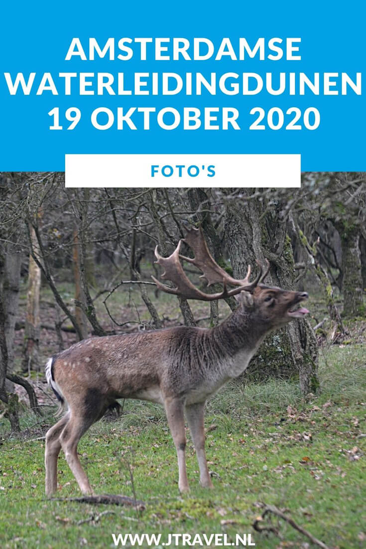 Ik maakte een wandeling in de Amsterdamse Waterleidingduinen. Dit keer zag ik veel burlende damherten en paddenstoelen. Mijn foto's zie je hier. Kijk je mee? #awd #paddenstoelen #damhert #wandelen #hiken #natuur #jtravel #jtravelblog #fotos Ik maakte een wandeling in de Amsterdamse Waterleidingduinen. Dit keer zag ik veel burlende damherten en paddenstoelen. Mijn foto's zie je hier. Kijk je mee? #awd #paddenstoelen #damhert #wandelen #hiken #natuur #jtravel #jtravelblog #fotos