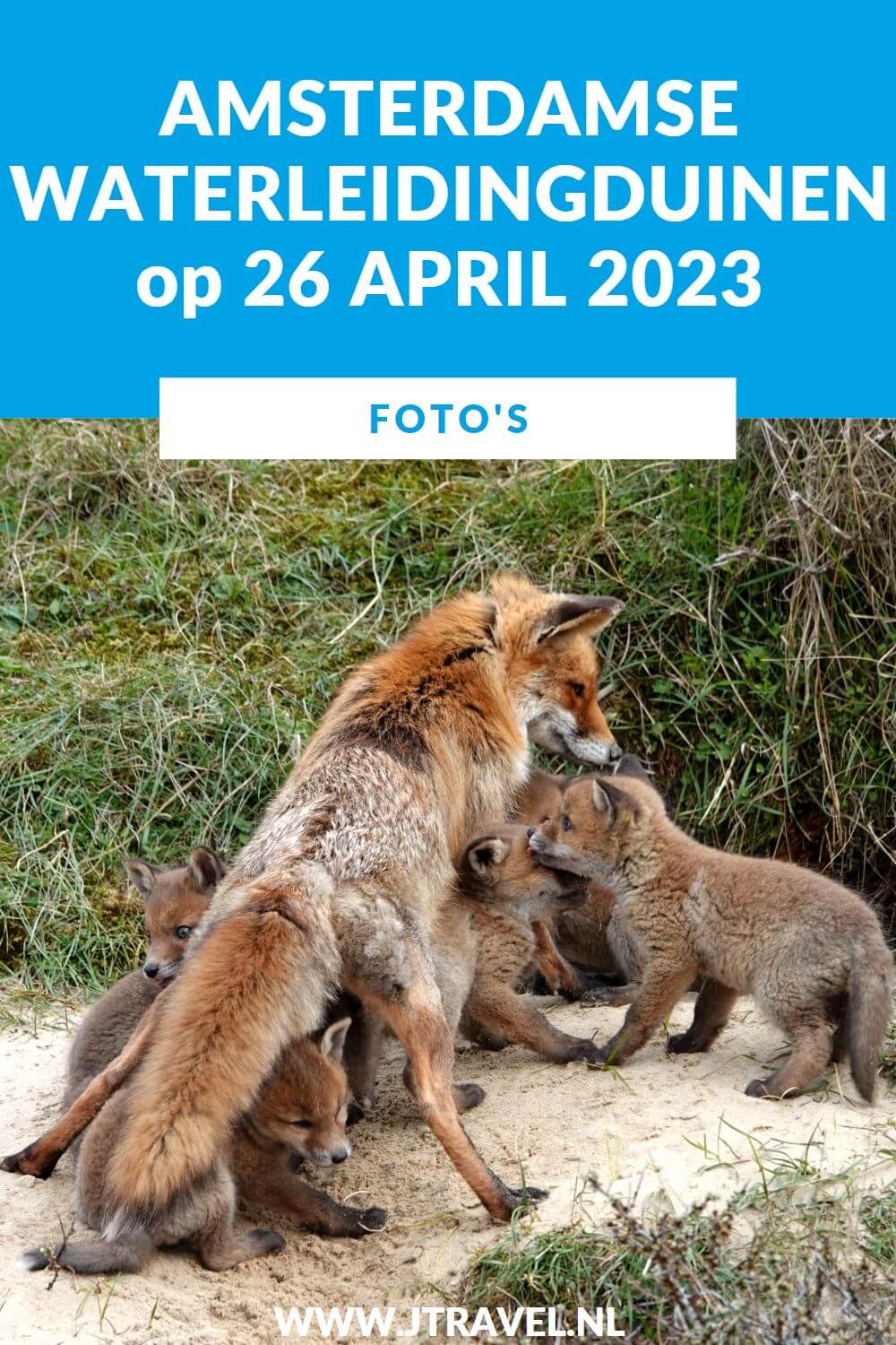 Ik maakte een wandeling in de Amsterdamse Waterleidingduinen. Dit keer zag ik zandhagedissen, damherten en moedervos en vijf welpen. Mijn vele foto’s zie je hier. Kijk je mee? #awd #vos #vossen #vossenwelpen #zandhagedis #damhert #damherten #wandelen #hiken #jtravel #jtravelblog #fotos