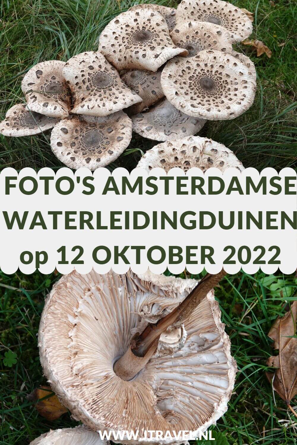 Tijdens mijn 11e bezoek in 2022 aan de Amsterdamse Waterleidingduinen liep ik de oranje wandelroute Oranjekom vanaf ingang Oase/Oranjekom. Mijn foto's zie je hier. Kijk je mee? #oranjewandelrouteoranjekom #ingangoase #amsterdamsewaterleidingduinen #awd #wandelen #jtravel #jtravelblog #fotos Tijdens mijn 11e bezoek in 2022 aan de Amsterdamse Waterleidingduinen liep ik de oranje wandelroute Oranjekom vanaf ingang Oase/Oranjekom. Mijn foto's zie je hier. Kijk je mee? #oranjewandelrouteoranjekom #ingangoase #amsterdamsewaterleidingduinen #awd #wandelen #jtravel #jtravelblog #foto