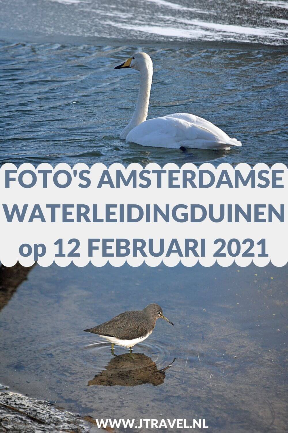 Ik maakte een wandeling in de sneeuw in de Amsterdamse Waterleidingduinen. Dit keer zag ik mooie sneeuwlandschappen, een ijsvogel, wilde zwanen en damherten. Mijn foto's zie je hier. Kijk je mee? #awd #damhert #sneeuw #ijsvogel #wildezwaan #wandelen #hiken #natuur #jtravel #jtravelblog #fotos Ik maakte een wandeling in de sneeuw in de Amsterdamse Waterleidingduinen. Dit keer zag ik mooie sneeuwlandschappen, een ijsvogel, wilde zwanen en damherten. Mijn foto's zie je hier. Kijk je mee? #awd #damhert #sneeuw #ijsvogel #wildezwaan #wandelen #hiken #natuur #jtravel #jtravelblog #fotos