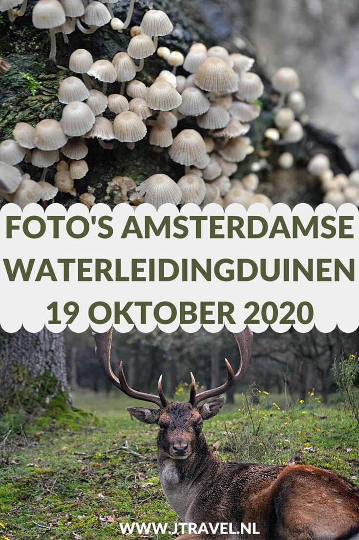Ik maakte een wandeling in de Amsterdamse Waterleidingduinen. Dit keer zag ik veel burlende damherten en paddenstoelen. Mijn foto's zie je hier. Kijk je mee? #awd #paddenstoelen #damhert #wandelen #hiken #natuur #jtravel #jtravelblog #fotos Ik maakte een wandeling in de Amsterdamse Waterleidingduinen. Dit keer zag ik veel burlende damherten en paddenstoelen. Mijn foto's zie je hier. Kijk je mee? #awd #paddenstoelen #damhert #wandelen #hiken #natuur #jtravel #jtravelblog #fotos