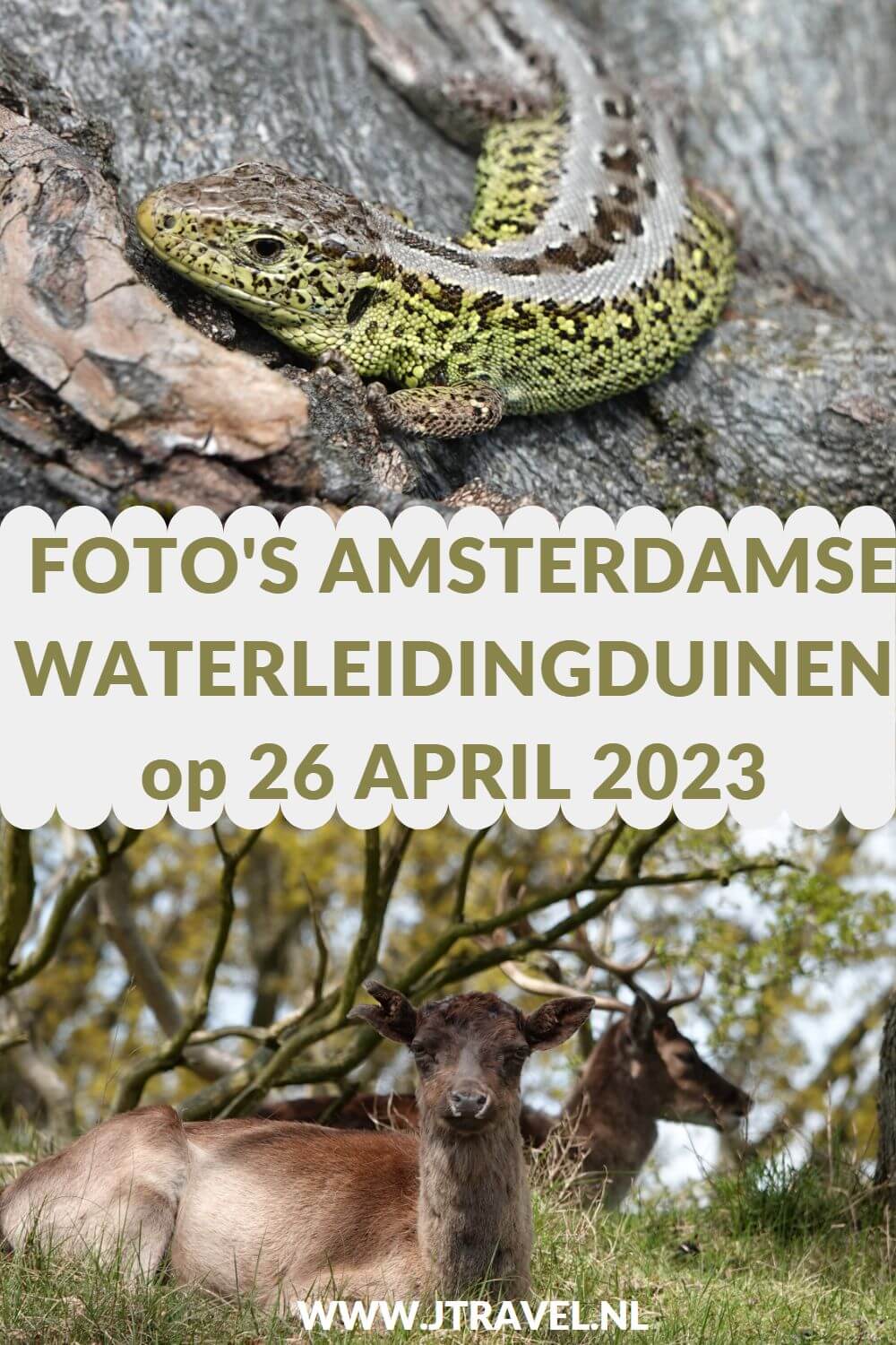 Ik maakte een wandeling in de Amsterdamse Waterleidingduinen. Dit keer zag ik zandhagedissen, damherten en moedervos en vijf welpen. Mijn vele fotoโs zie je hier. Kijk je mee? #awd #vos #vossen #vossenwelpen #zandhagedis #damhert #damherten #wandelen #hiken #jtravel #jtravelblog #fotos Ik maakte een wandeling in de Amsterdamse Waterleidingduinen. Dit keer zag ik zandhagedissen, damherten en moedervos en vijf welpen. Mijn vele fotoโs zie je hier. Kijk je mee? #awd #vos #vossen #vossenwelpen #zandhagedis #damhert #damherten #wandelen #hiken #jtravel #jtravelblog #fotos