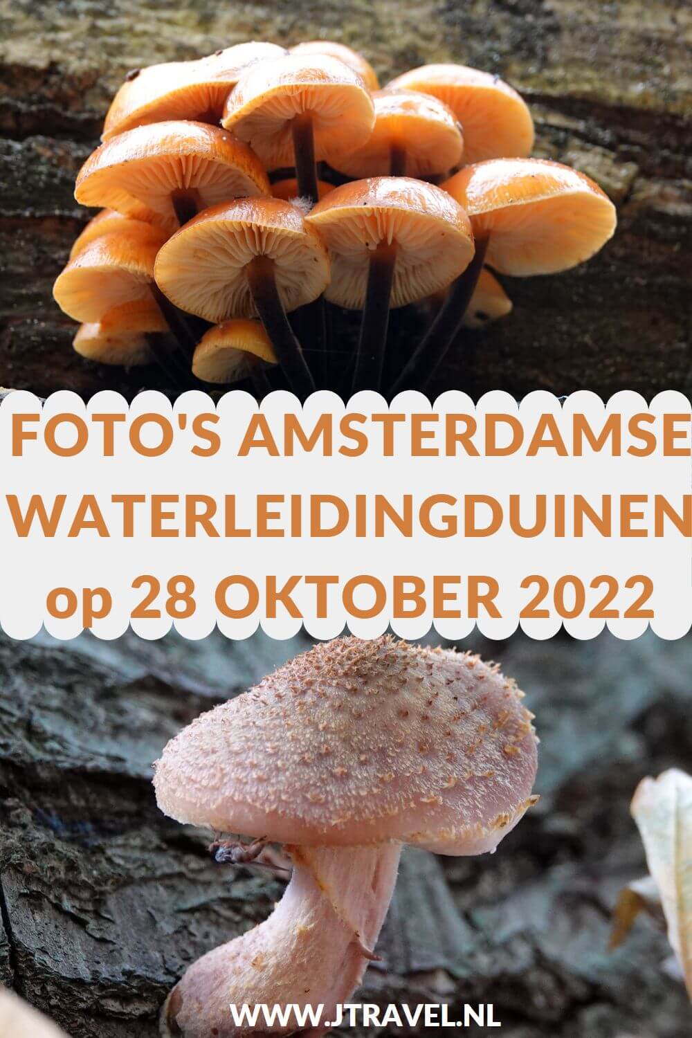 Ik maakte een mooie wandeling in de Amsterdamse Waterleidingduinen. Dit keer zag ik veel (burlende) damherten en veel paddenstoelen. Mijn fotoโs zie je hier. Kijk je mee? #awd #damhert #damherten #paddenstoelen #bronst #wandelen #hiken #natuur #jtravel #jtravelblog #fotos Ik maakte een mooie wandeling in de Amsterdamse Waterleidingduinen. Dit keer zag ik veel (burlende) damherten en veel paddenstoelen. Mijn fotoโs zie je hier. Kijk je mee? #awd #damhert #damherten #paddenstoelen #bronst #wandelen #hiken #natuur #jtravel #jtravelblog #fotos
