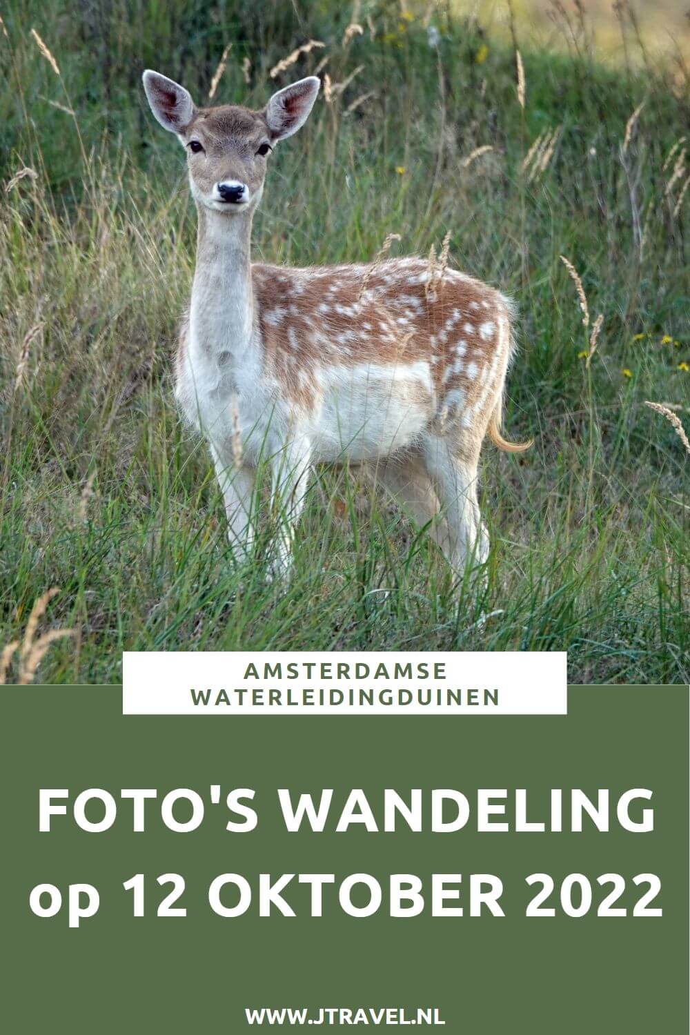 Tijdens mijn 11e bezoek in 2022 aan de Amsterdamse Waterleidingduinen liep ik de oranje wandelroute Oranjekom vanaf ingang Oase/Oranjekom. Mijn foto's zie je hier. Kijk je mee? #oranjewandelrouteoranjekom #ingangoase #amsterdamsewaterleidingduinen #awd #wandelen #jtravel #jtravelblog #fotos Tijdens mijn 11e bezoek in 2022 aan de Amsterdamse Waterleidingduinen liep ik de oranje wandelroute Oranjekom vanaf ingang Oase/Oranjekom. Mijn foto's zie je hier. Kijk je mee? #oranjewandelrouteoranjekom #ingangoase #amsterdamsewaterleidingduinen #awd #wandelen #jtravel #jtravelblog #foto