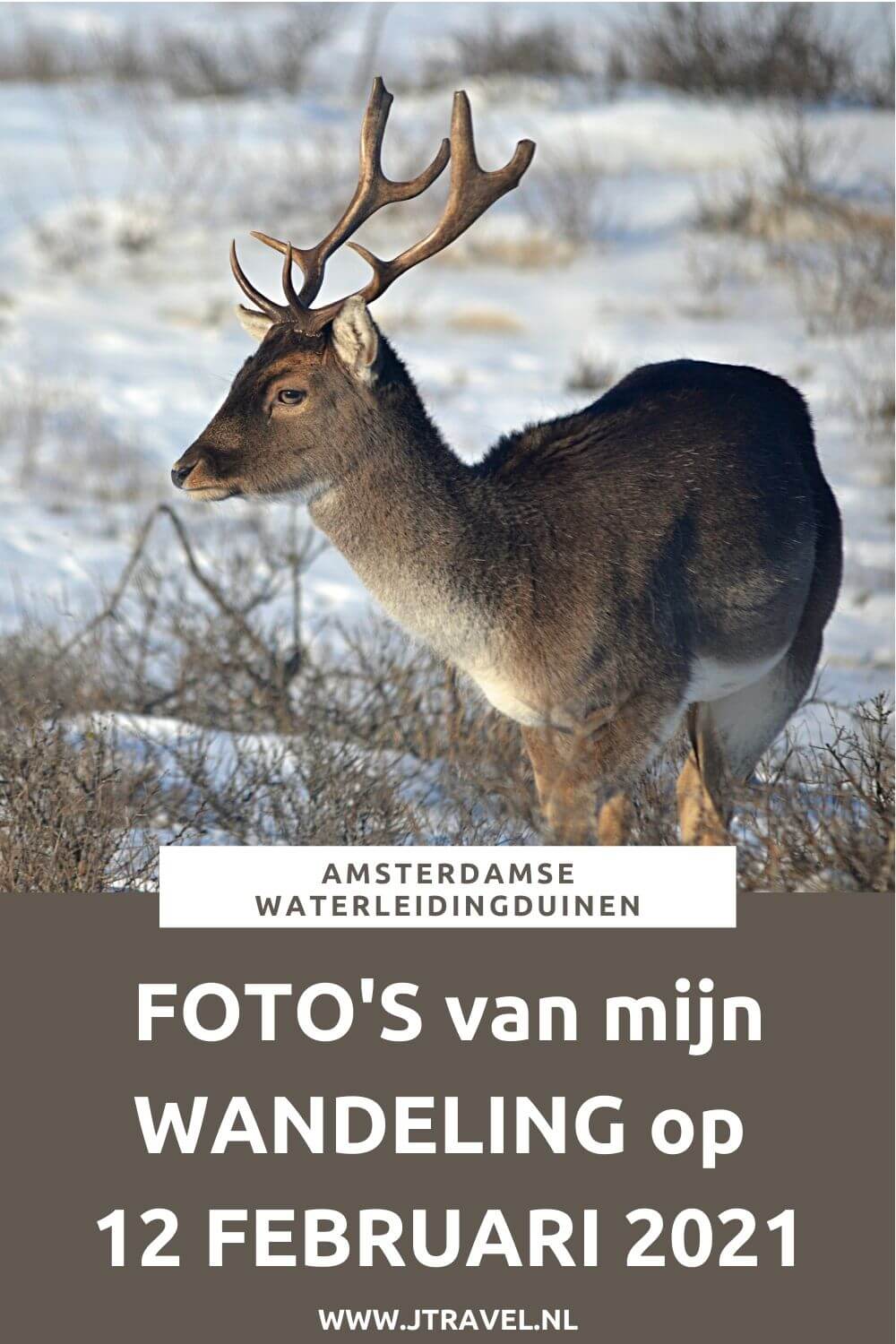 Ik maakte een wandeling in de sneeuw in de Amsterdamse Waterleidingduinen. Dit keer zag ik mooie sneeuwlandschappen, een ijsvogel, wilde zwanen en damherten. Mijn foto's zie je hier. Kijk je mee? #awd #damhert #sneeuw #ijsvogel #wildezwaan #wandelen #hiken #natuur #jtravel #jtravelblog #fotos Ik maakte een wandeling in de sneeuw in de Amsterdamse Waterleidingduinen. Dit keer zag ik mooie sneeuwlandschappen, een ijsvogel, wilde zwanen en damherten. Mijn foto's zie je hier. Kijk je mee? #awd #damhert #sneeuw #ijsvogel #wildezwaan #wandelen #hiken #natuur #jtravel #jtravelblog #fotos