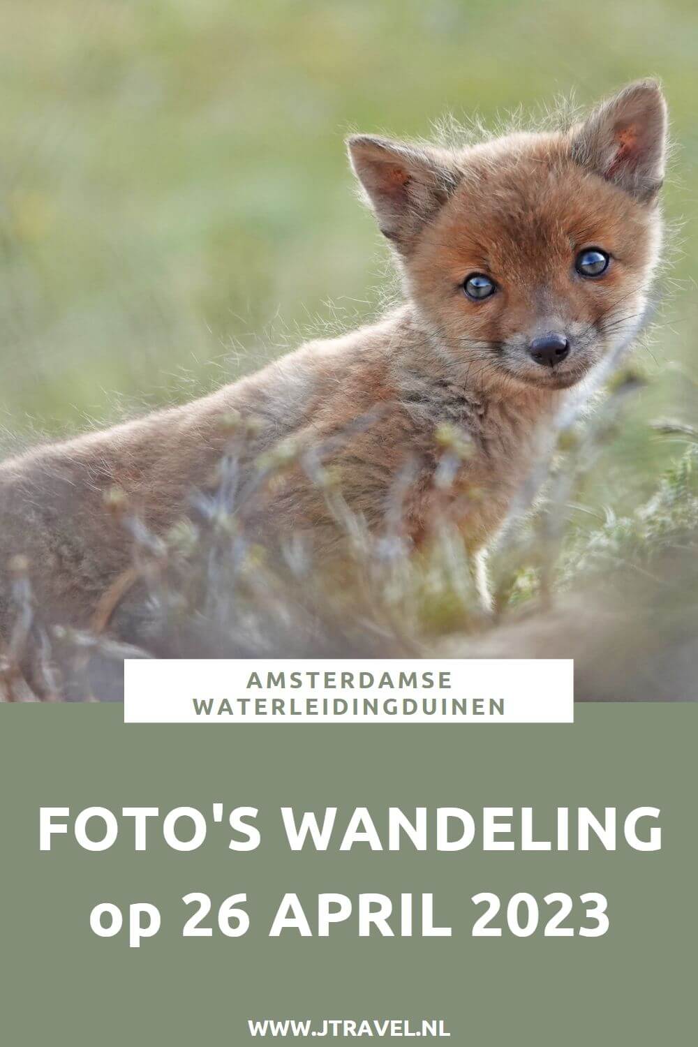 Ik maakte een wandeling in de Amsterdamse Waterleidingduinen. Dit keer zag ik zandhagedissen, damherten en moedervos en vijf welpen. Mijn vele foto’s zie je hier. Kijk je mee? #awd #vos #vossen #vossenwelpen #zandhagedis #damhert #damherten #wandelen #hiken #jtravel #jtravelblog #fotos