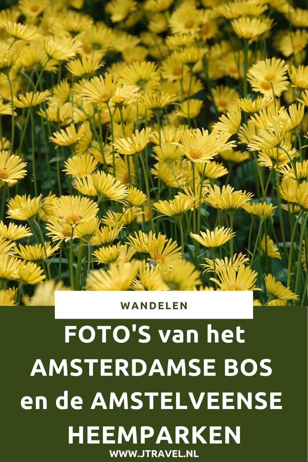 Ik maakte een wandeling in het Bloesempark, het Amsterdamse Bos en de heemparken Jac. P. Thijssepark, De Braak en het Broersepark in Amstelveen. Een mooie wandeling door een aantal mooie parken. Mijn foto's zie je in dit artikel. Kijk je mee? #amsterdamsebos #heemparken #amstelveen #wandelnetwerknoordholland #wandelen #fotos #jtravelblog #jtravel Ik maakte een wandeling in het Bloesempark, het Amsterdamse Bos en de heemparken Jac. P. Thijssepark, De Braak en het Broersepark in Amstelveen. Een mooie wandeling door een aantal mooie parken. Mijn foto's zie je in dit artikel. Kijk je mee? #amsterdamsebos #heemparken #amstelveen #wandelnetwerknoordholland #wandelen #fotos #jtravelblog #jtravel