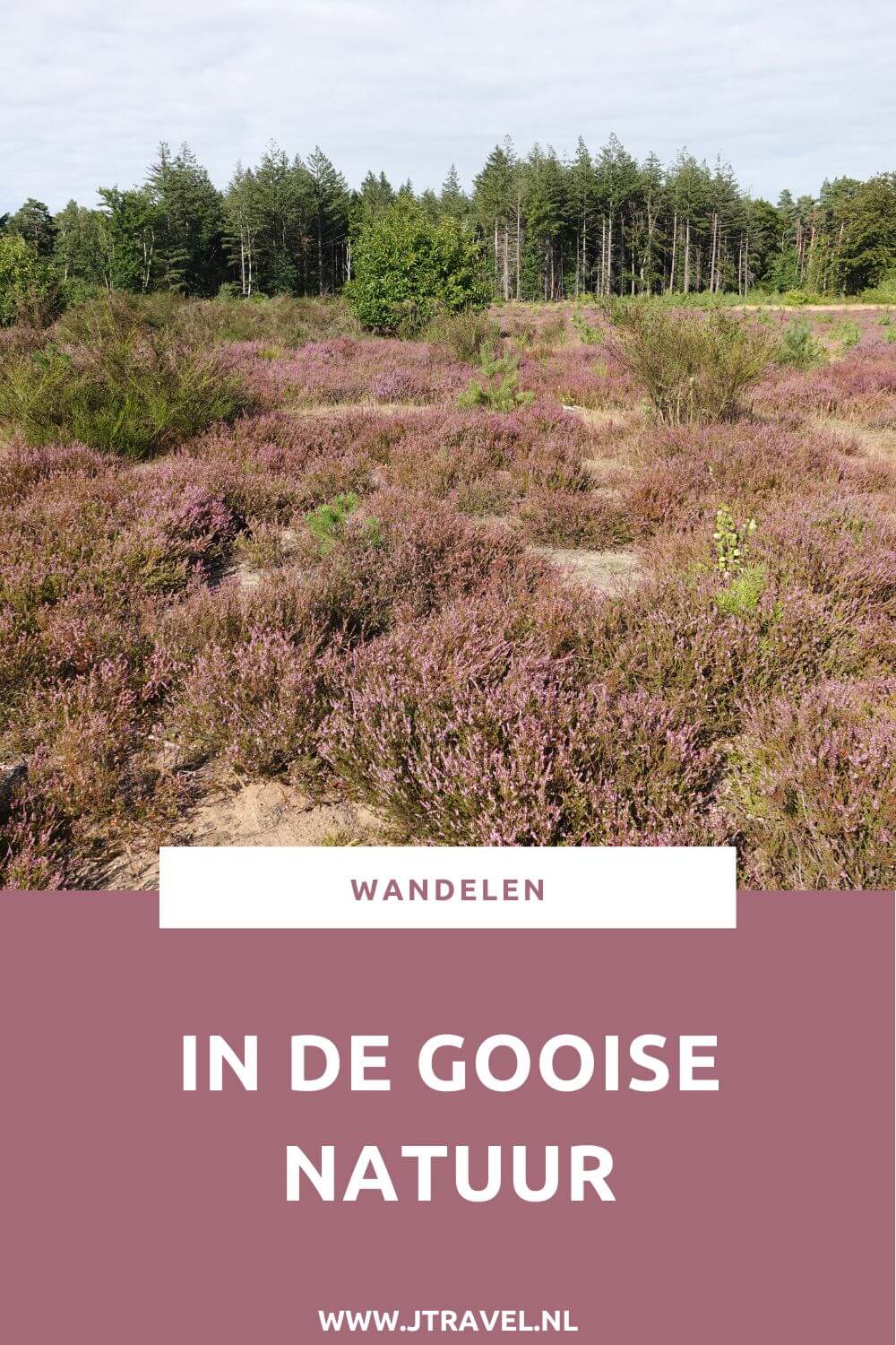 Ik maakte een wandeling in de Gooise natuur over de Bussumerheide en langs buitenplaatsen in 's-Graveland. Een wandeling over de heidevelden die op dat moment in bloei staan en door de bossen langs een paar buitenplaatsen. Wandel je mee met deze wandeling in de Gooise natuur. #bussum #bussumerheide #buitenplaatsen #jtravelblog #jtravel