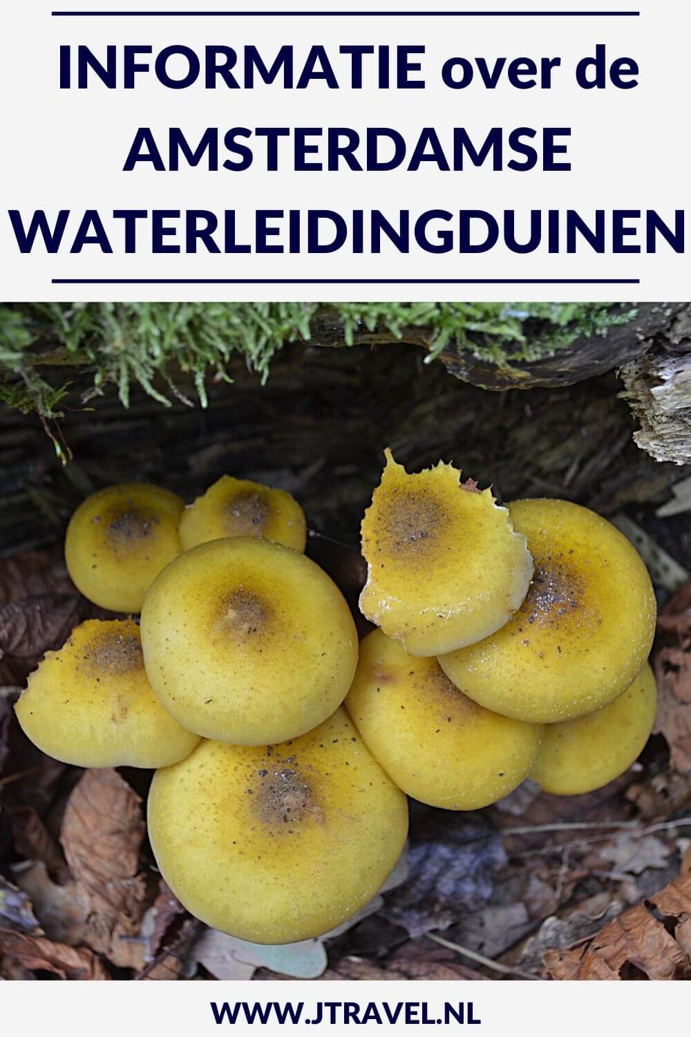 Hier lees je informatie over de Amsterdamse Waterleidingduinen, zoals de dieren, de geschiedenis, het bezoekerscentrum, de wandelroutes en de entree. Meer lezen doe je hier. Lees je mee? #amsterdamsewaterleidingduinen #awd #wandelen #hiken #informatie #jtravel #jtravelblog
