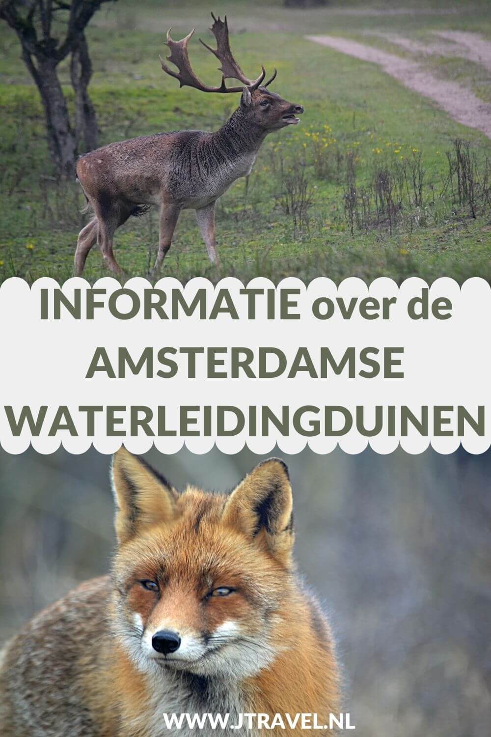 Hier lees je informatie over de Amsterdamse Waterleidingduinen, zoals de dieren, de geschiedenis, het bezoekerscentrum, de wandelroutes en de entree. Meer lezen doe je hier. Lees je mee? #amsterdamsewaterleidingduinen #awd #wandelen #hiken #informatie #jtravel #jtravelblog