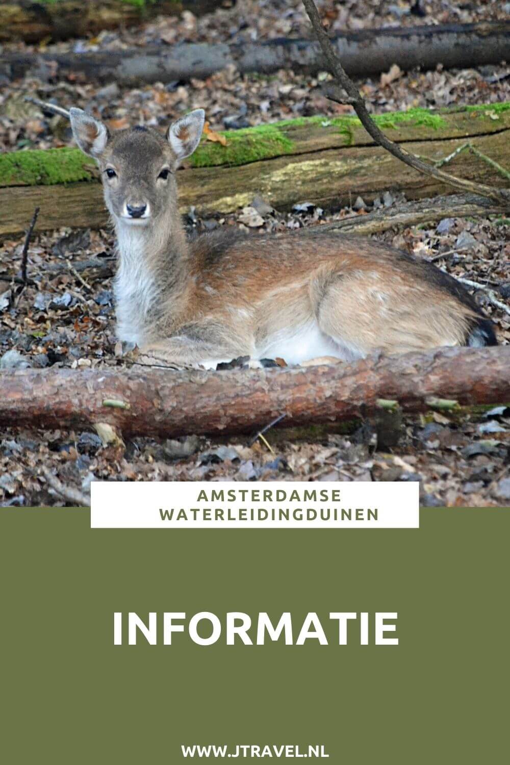 Hier lees je informatie over de Amsterdamse Waterleidingduinen, zoals de dieren, de geschiedenis, het bezoekerscentrum, de wandelroutes en de entree. Meer lezen doe je hier. Lees je mee? #amsterdamsewaterleidingduinen #awd #wandelen #hiken #informatie #jtravel #jtravelblog