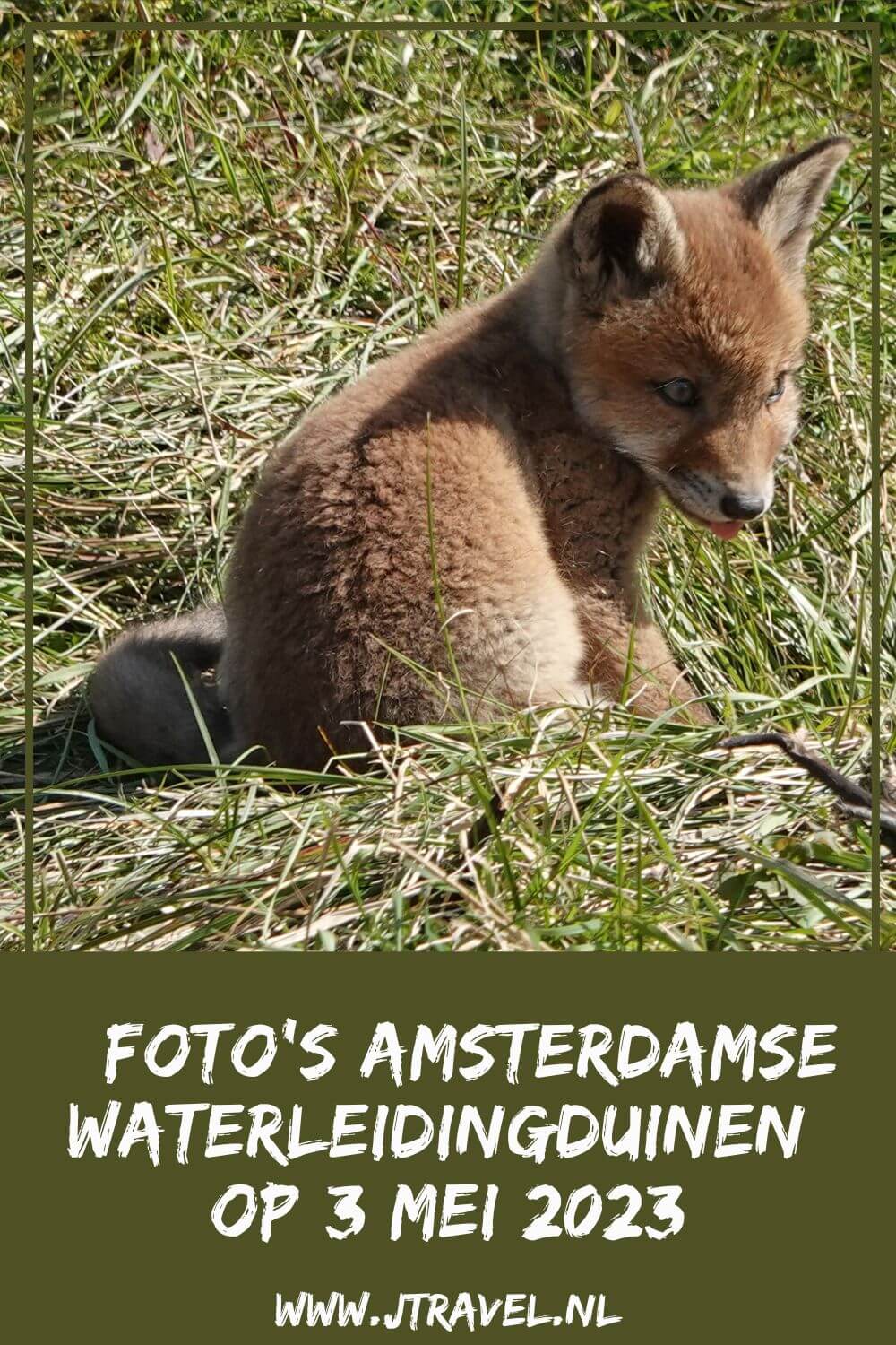 Ik maakte een wandeling in de Amsterdamse Waterleidingduinen. Dit keer zag ik damherten en moedervos en een paar welpen. Mijn fotoโs zie je hier. Kijk je mee? #awd #vos #vossen #vossenwelpen #damhert #damherten #wandelen #hiken #jtravel #jtravelblog #fotos Ik maakte een wandeling in de Amsterdamse Waterleidingduinen. Dit keer zag ik damherten en moedervos en een paar welpen. Mijn fotoโs zie je hier. Kijk je mee? #awd #vos #vossen #vossenwelpen #damhert #damherten #wandelen #hiken #jtravel #jtravelblog #fotos