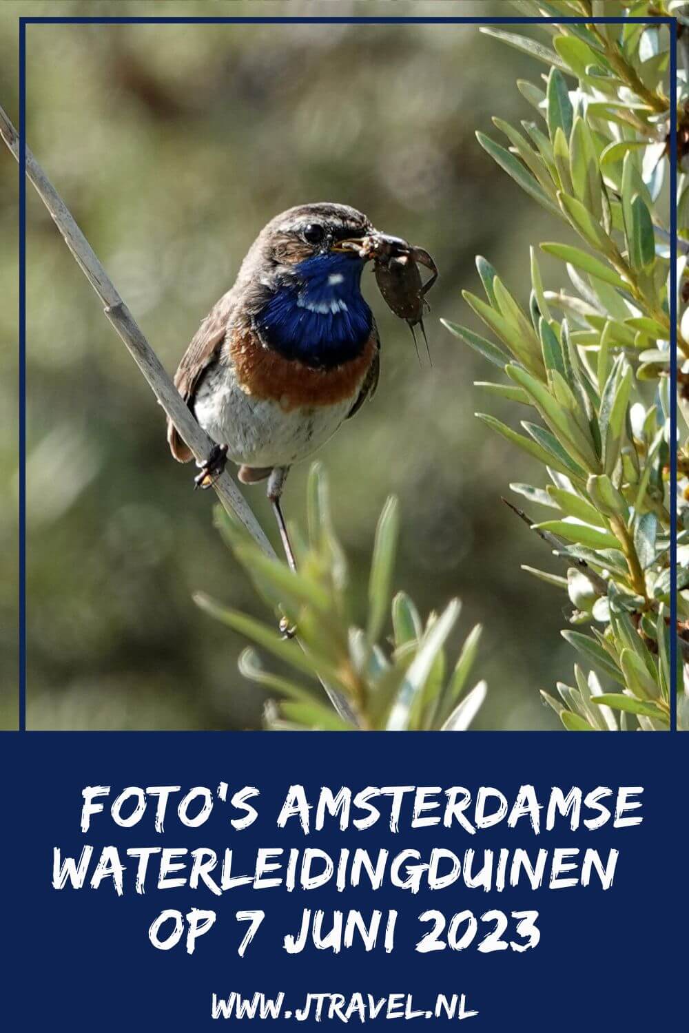 Ik maakte een wandeling in de Amsterdamse Waterleidingduinen. Dit keer zag ik een paar vossen, damherten, zonnedauw, blauwborstjes, libellen en nog veel meer moois. Mijn fotoโs zie je hier. Kijk je mee? #awd #vos #vossen #vossenwelpen #damhert #damherten #zonnedauw #blauwborst #wandelen #hiken #jtravel #jtravelblog #fotos Ik maakte een wandeling in de Amsterdamse Waterleidingduinen. Dit keer zag ik een paar vossen, damherten, zonnedauw, blauwborstjes, libellen en nog veel meer moois. Mijn fotoโs zie je hier. Kijk je mee? #awd #vos #vossen #vossenwelpen #damhert #damherten #zonnedauw #blauwborst #wandelen #hiken #jtravel #jtravelblog #fotos