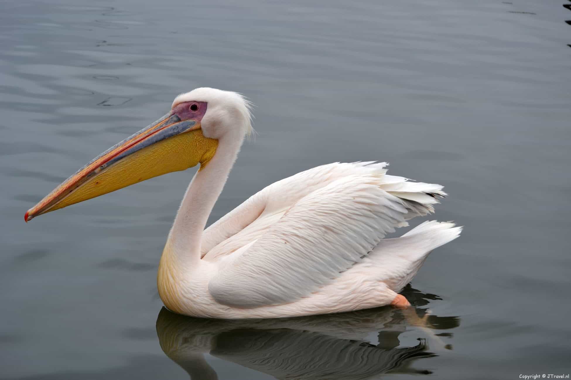 Boottocht bij Walvis Bay in Namibië