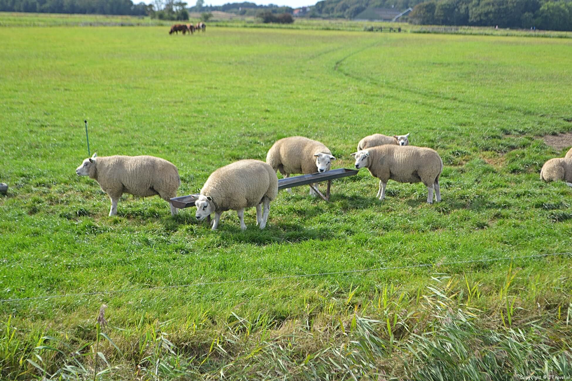 Inleiding Texel 2016