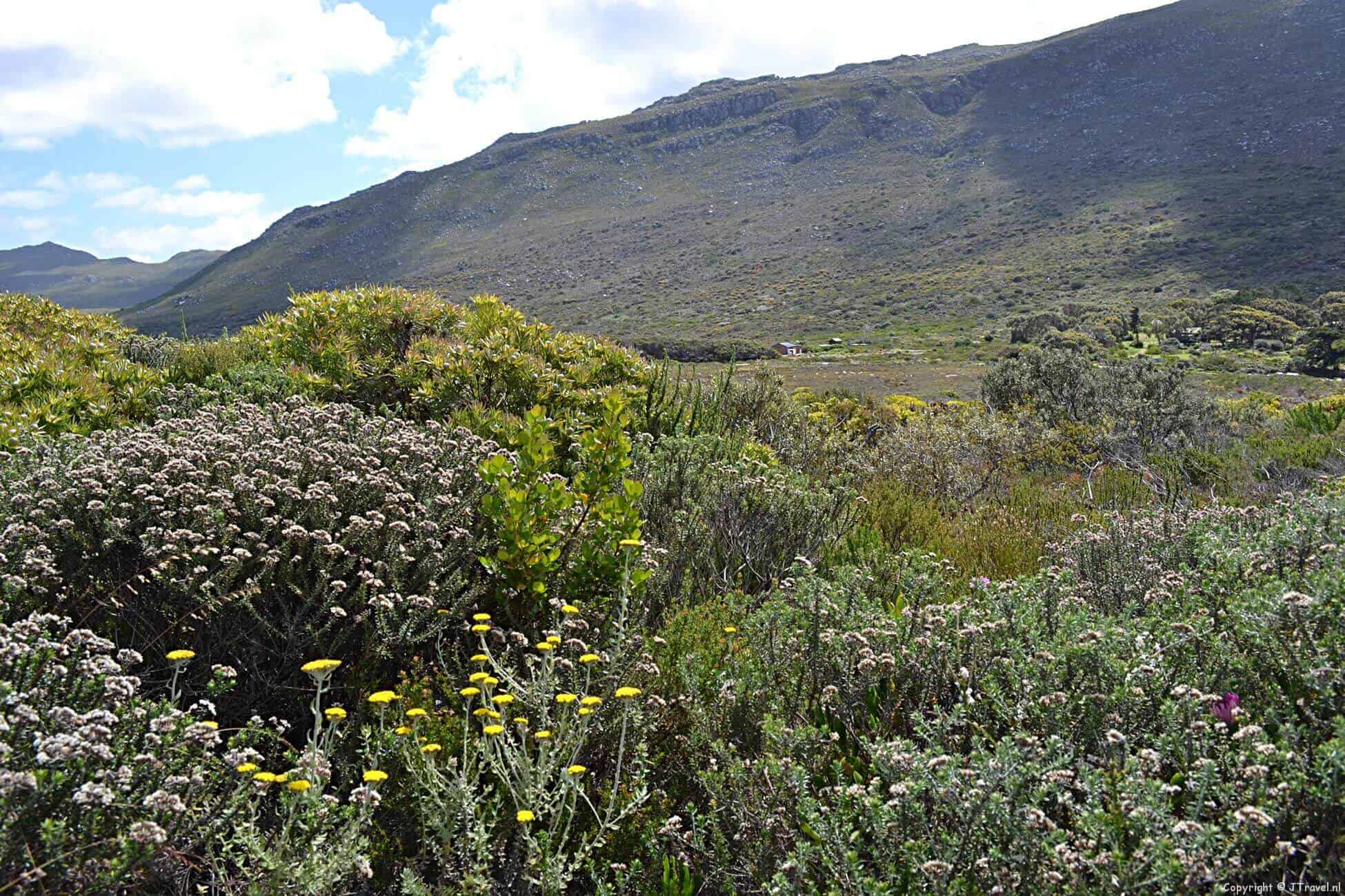 Kaapse Schiereiland in Zuid-Afrika